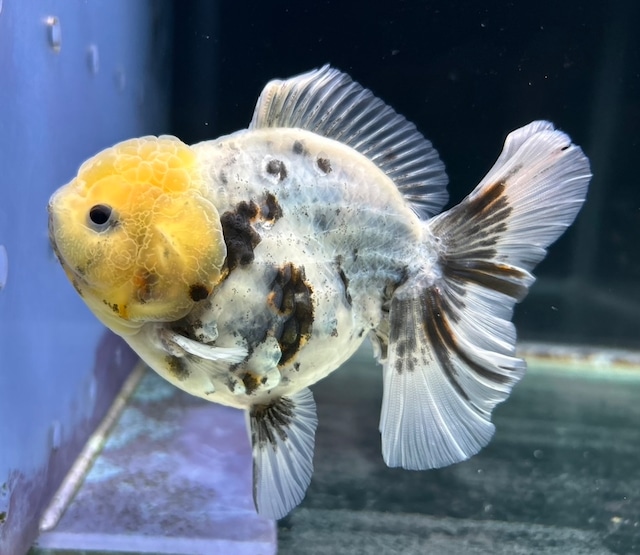 極上!オランダショートテール 極上!オランダショートテール