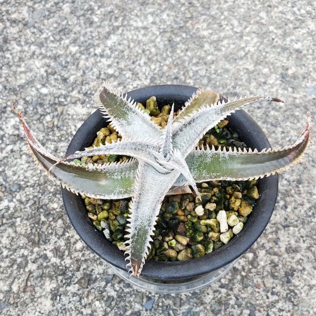 Dyckia（ディッキア） | レアプランツ通販サイトPlants Maniax