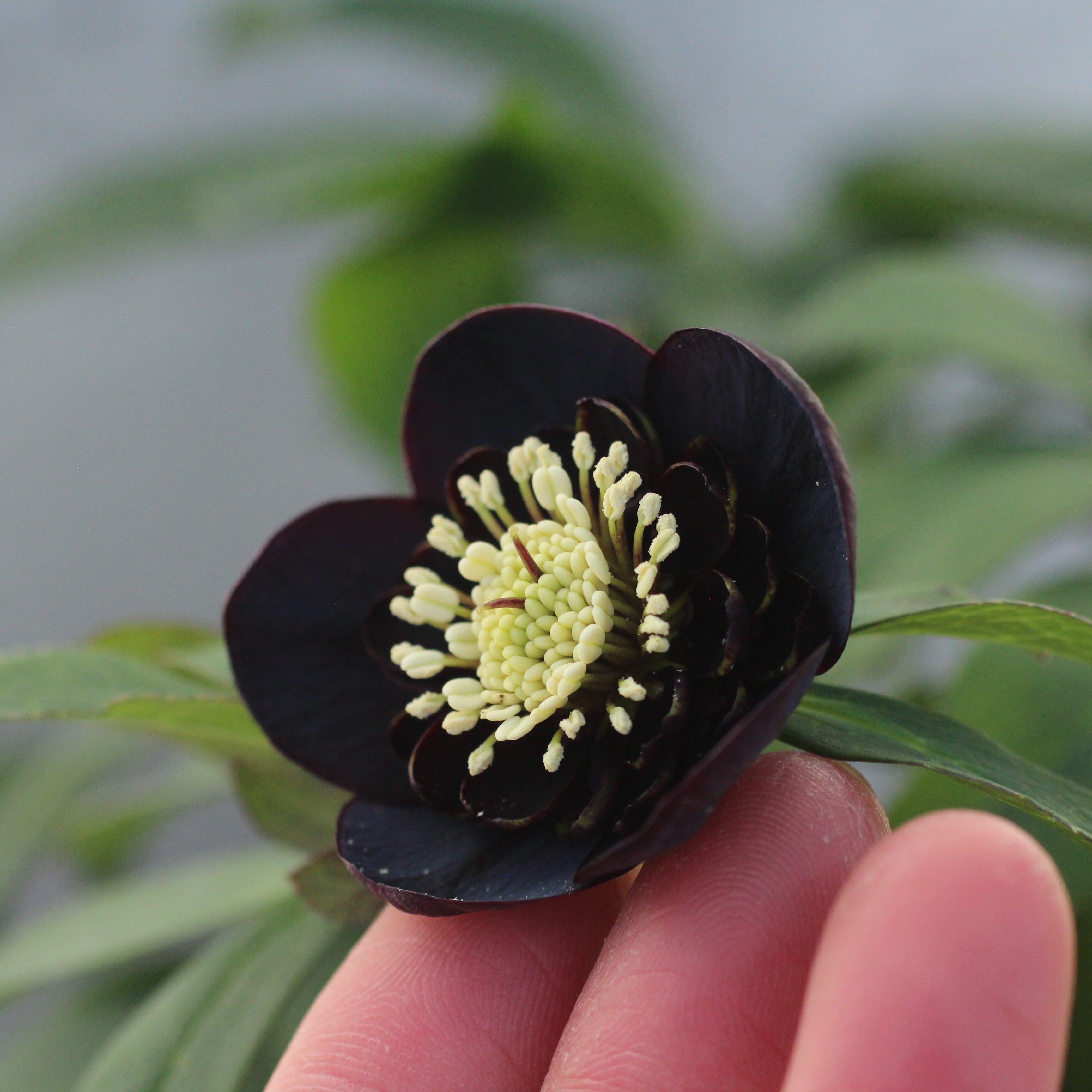 WS26-092 クリスマスローズ ウィンターシンフォニー 小輪系ブラック