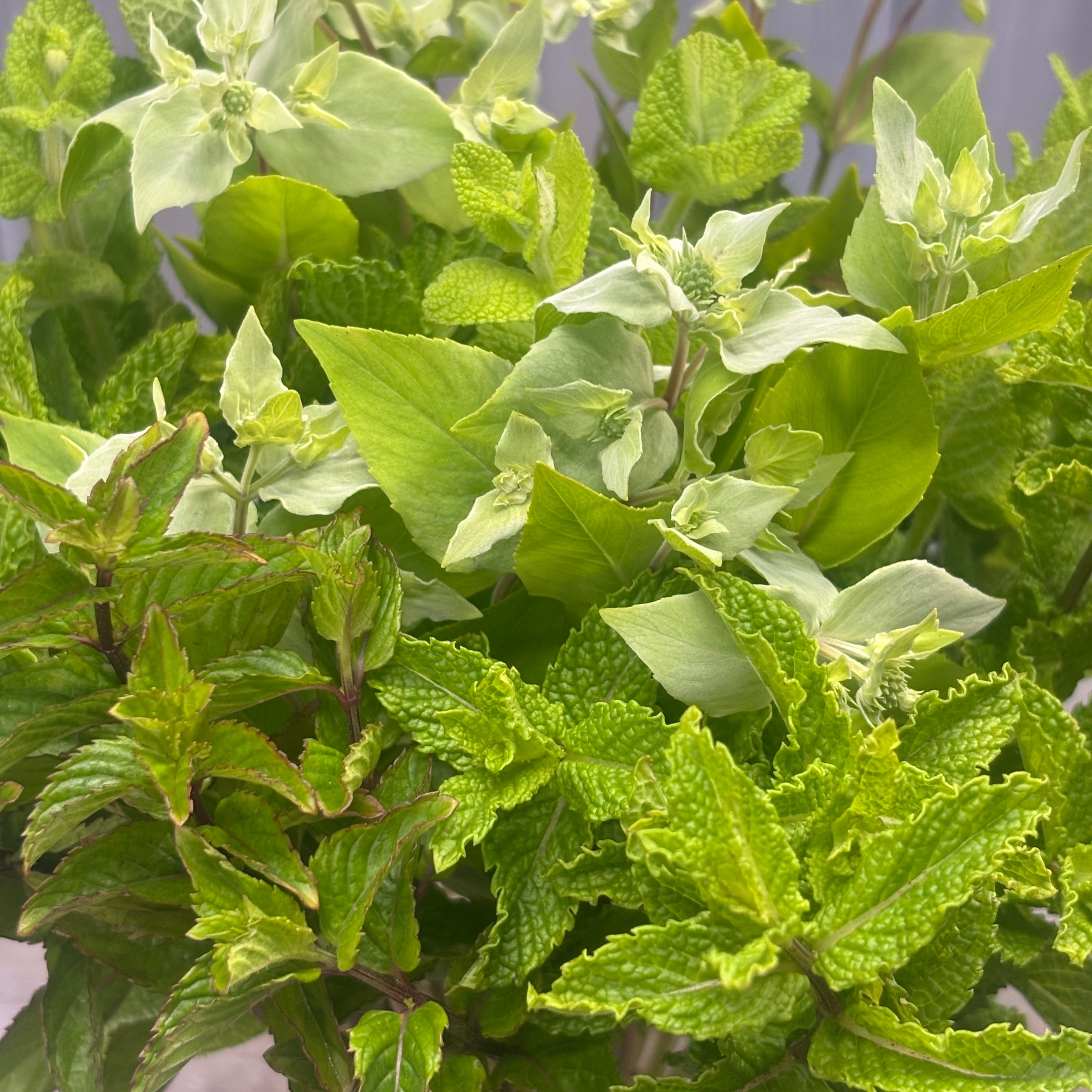 爽やかな香りをお届け 摘みたてハーブ ミントMIX 40本 | 新鮮お花問屋