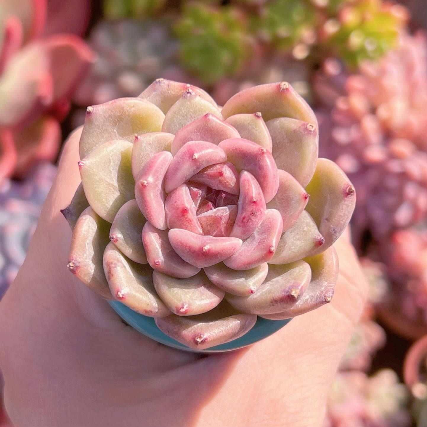 多肉植物　野生コロラータ×ブラックサバス　新入荷　るる農園