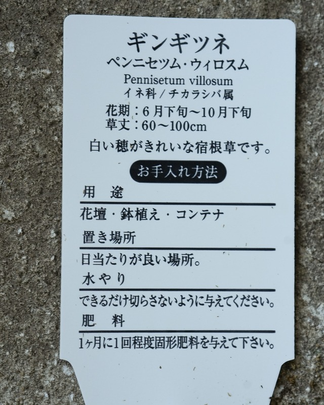 ペンニセツム ウィロスム　ギンギツネ 3.5号