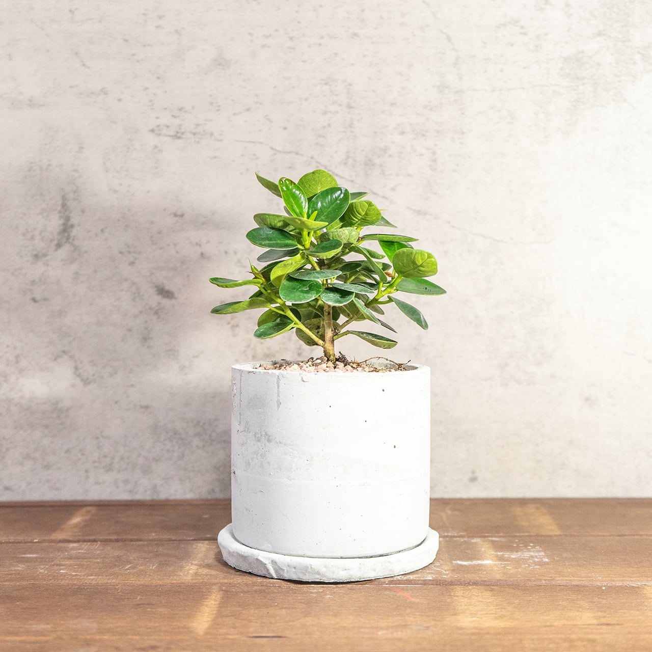 濃い緑の丸葉が密集する、生命力溢れるパンダガジュマル。根腐れを防ぐ独自配合の用土で仕立てた、健康な一鉢。長く愛でてほしい、確かな健康株をお届け。■虫発生抑制【全国一律送料850円】