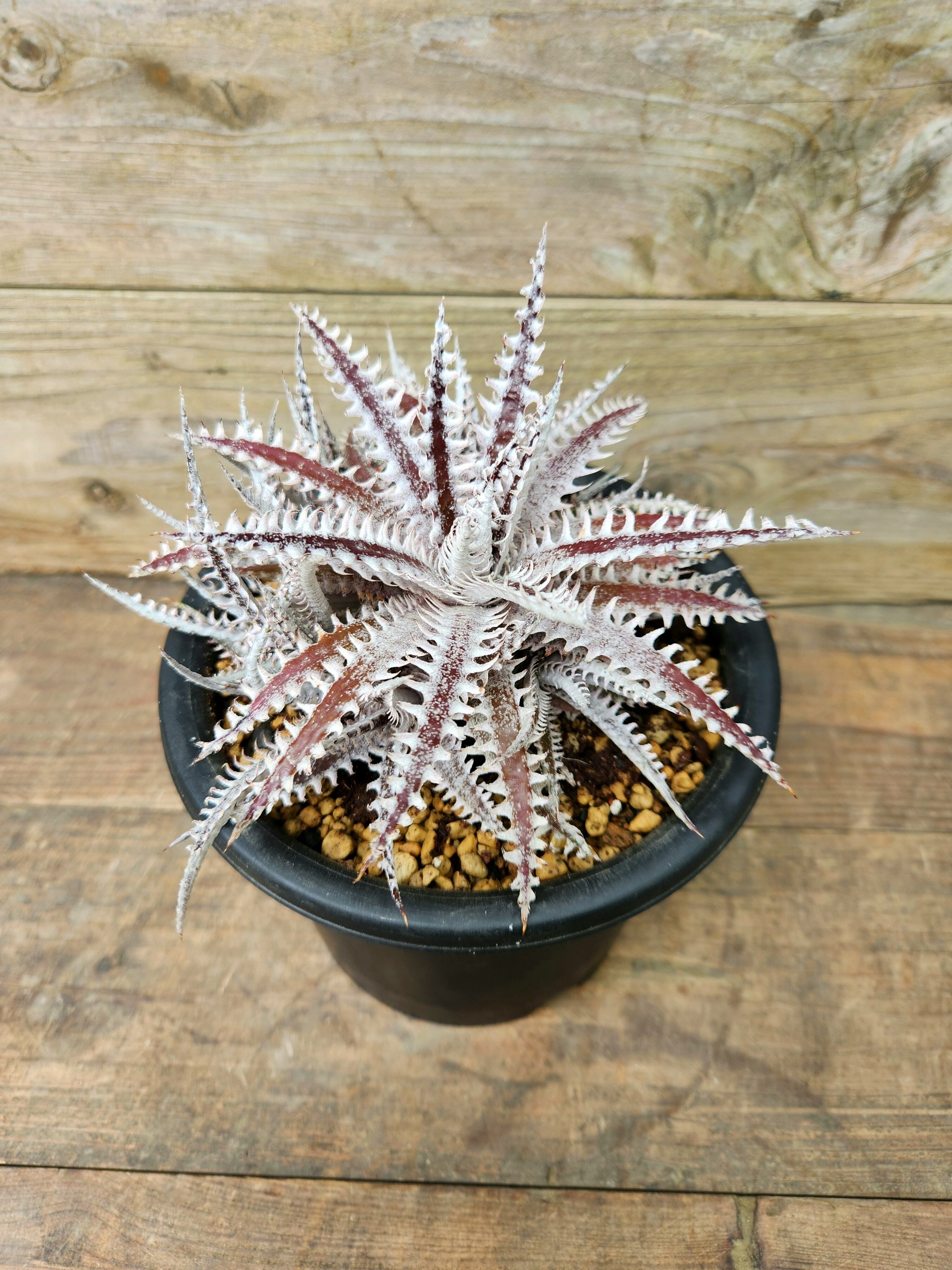 春セール☆ディッキア☆Dyckia All Star Sueb Hybrid A ディッキア・オールスター dyckia all star | フラワーショップあきの