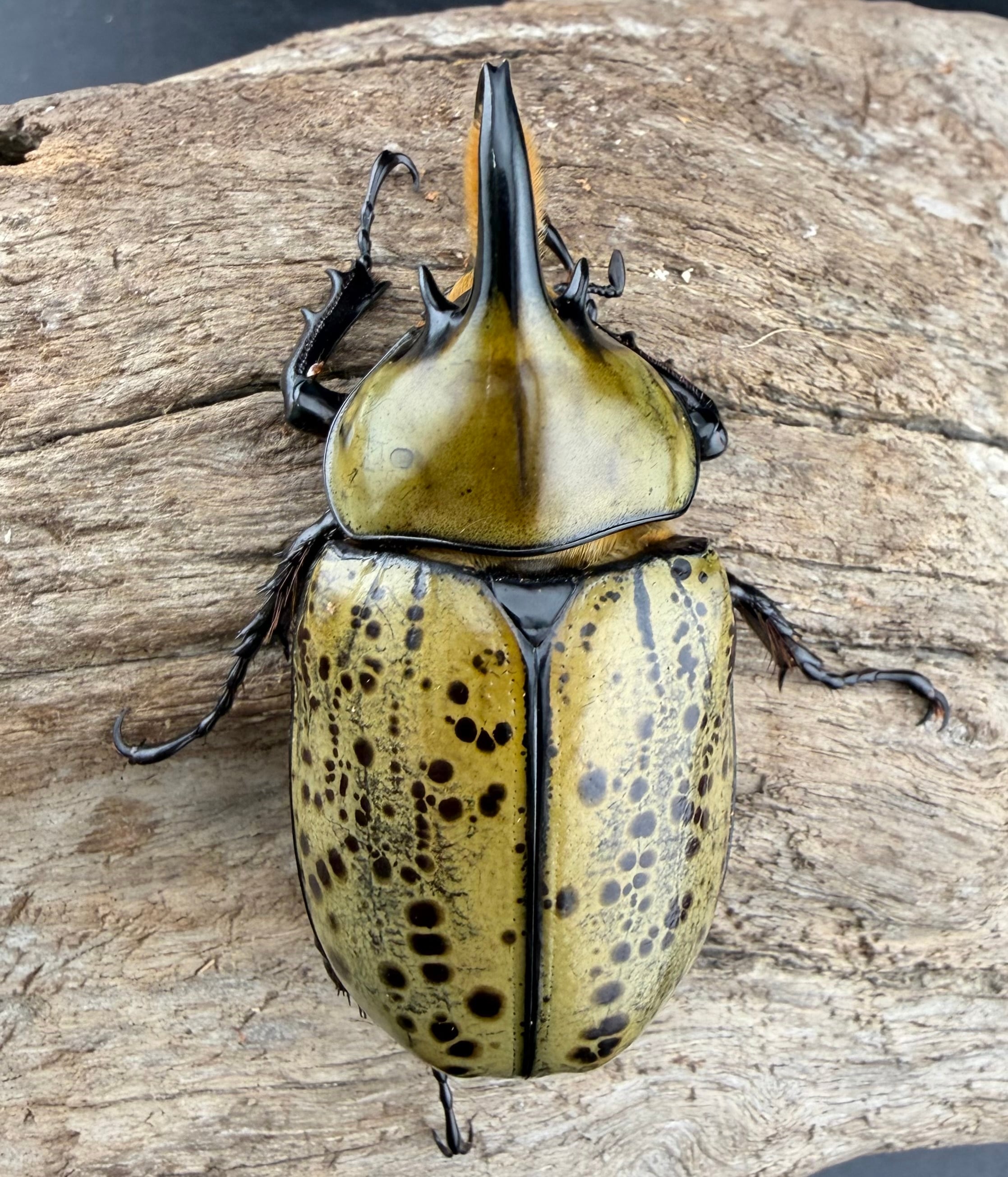 シロウ ポジドライブガレージ オーバージョー130F 130mm/28g【シーバスルアー