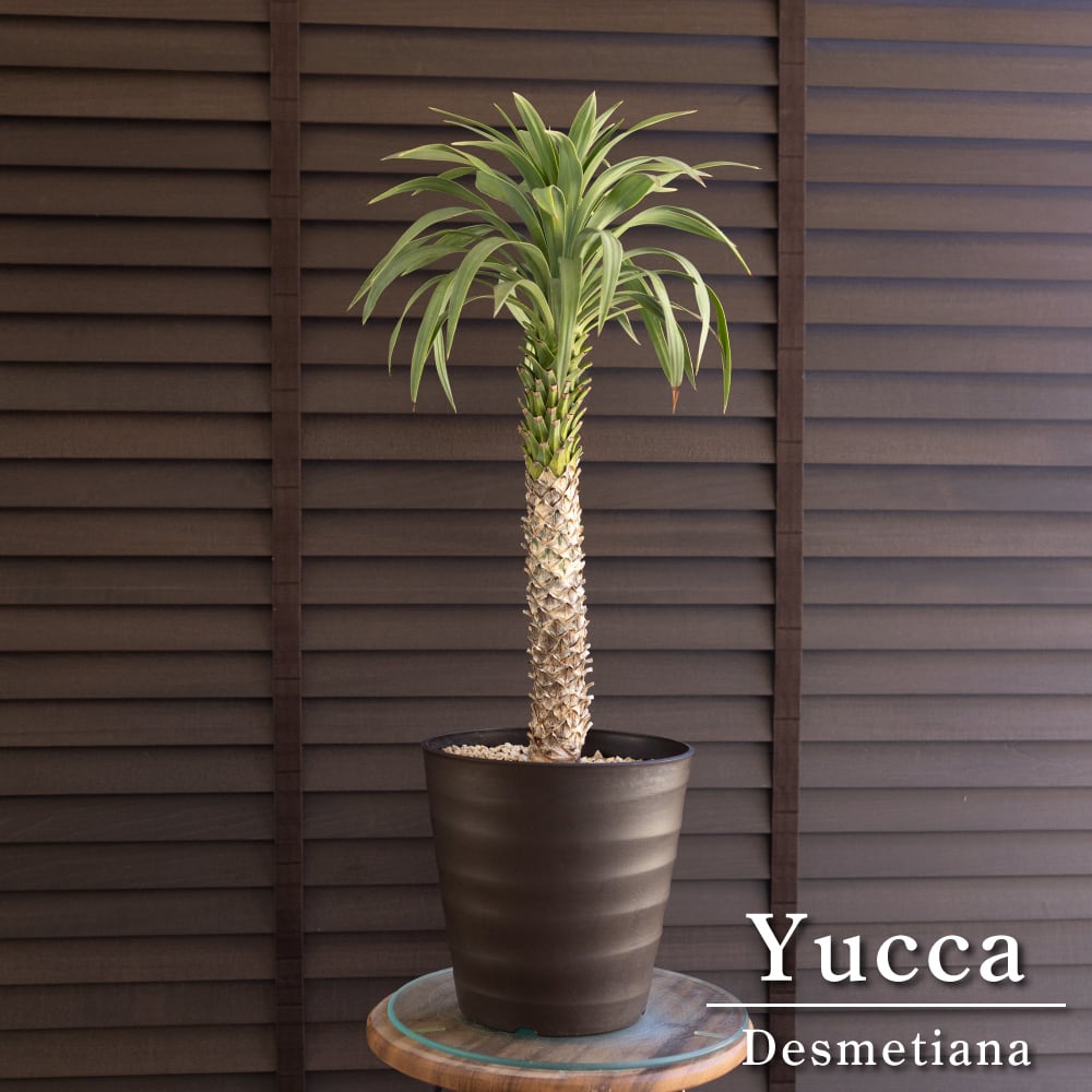 ユッカ デスメティアーナ 7号 Yucca Desmetiana ヤシ 幹立ち 0727BR