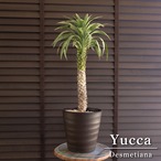 ユッカ デスメティアーナ 7号 Yucca Desmetiana ヤシ 幹立ち 0727BR