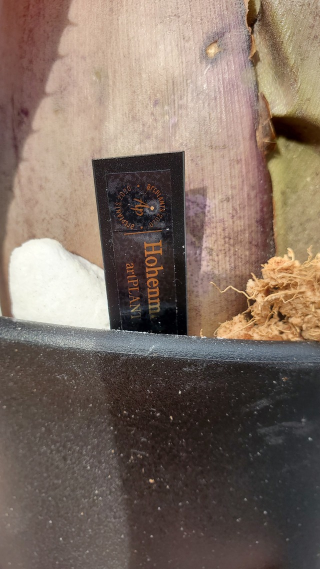 hohenme Hybrid 【artPLANTs】  ホヘンメア/タンクブロメリア