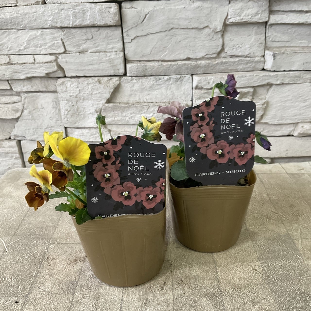 スパイラル月桂樹 Lサイズ | 橋本種苗園