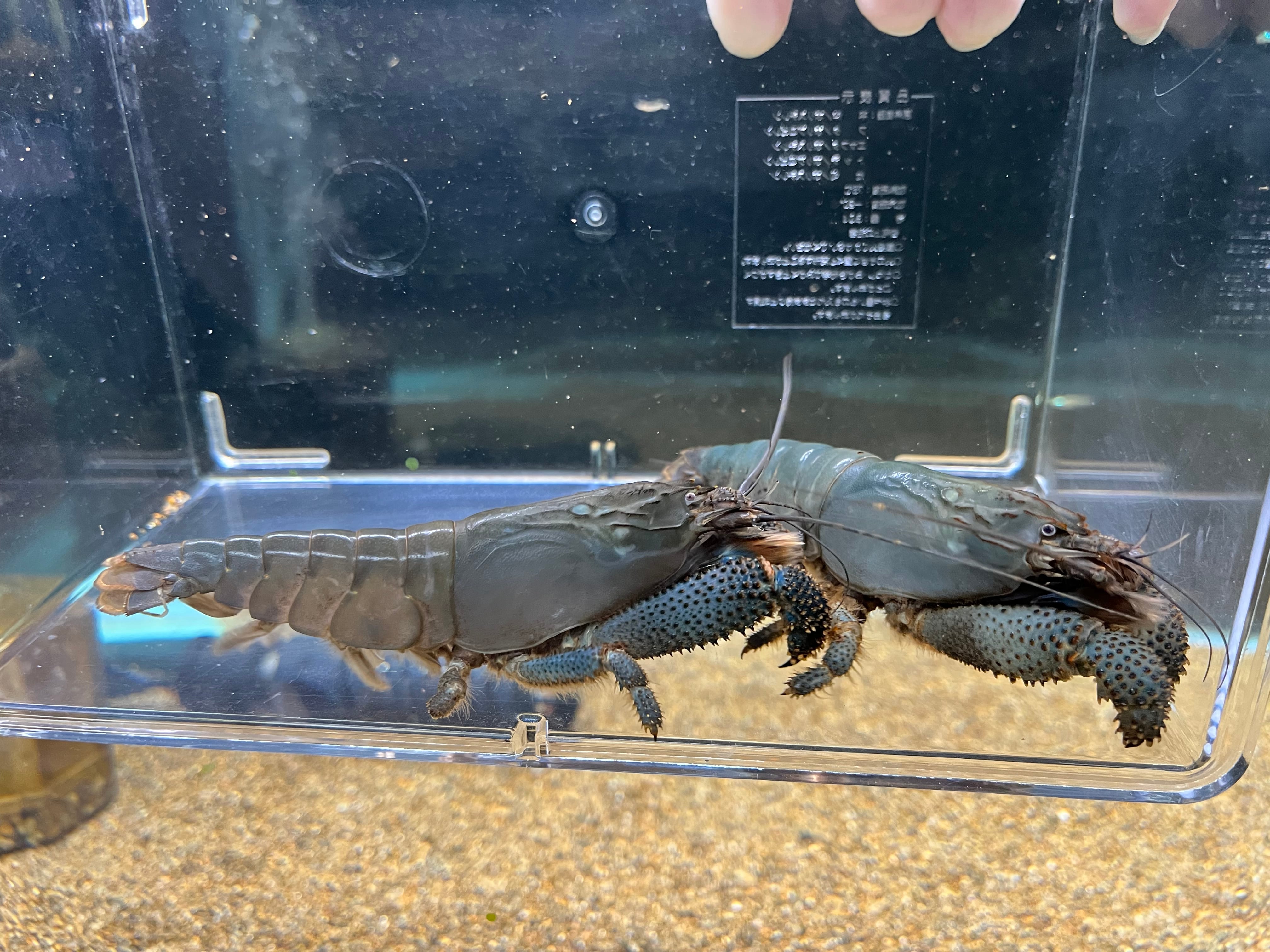 1匹】ナイジェリア直輸入便WILDアフリカンロックシュリンプ8-10cm