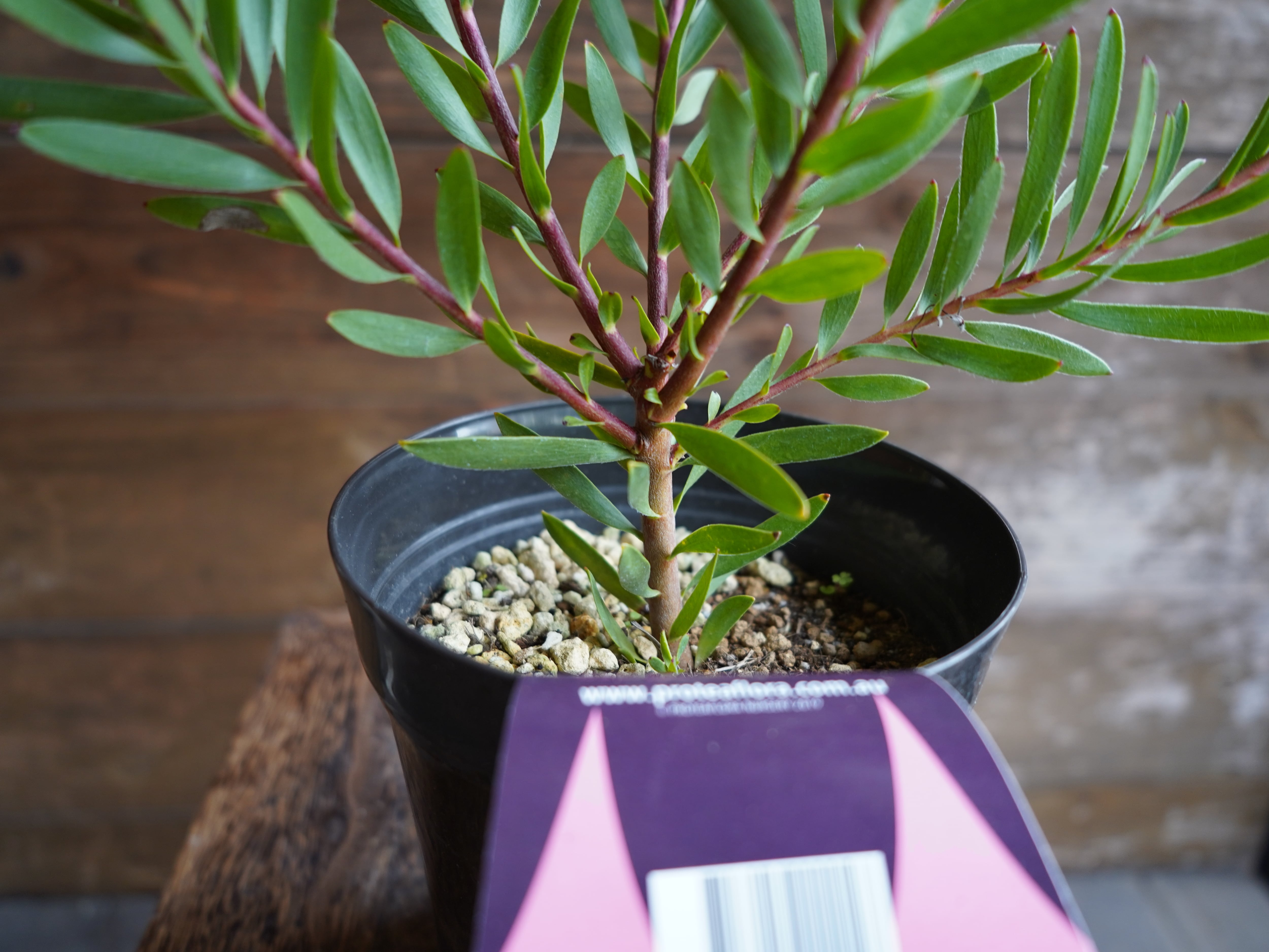 【現物】リューカデンドロン　”Inca Gold”