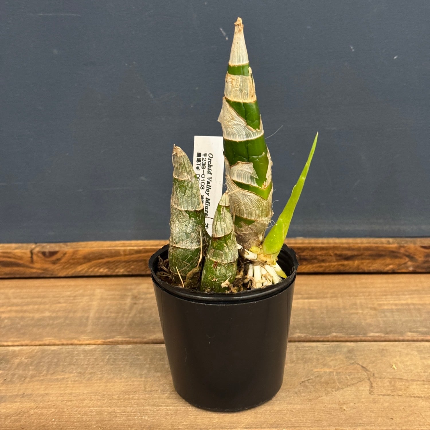 ラン | PROTOLEAF プロトリーフ