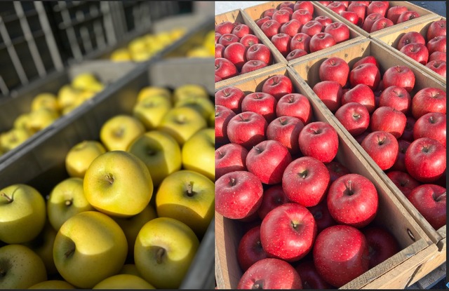 シナノゴールド＆葉取らずサンふじ家庭用　2kg