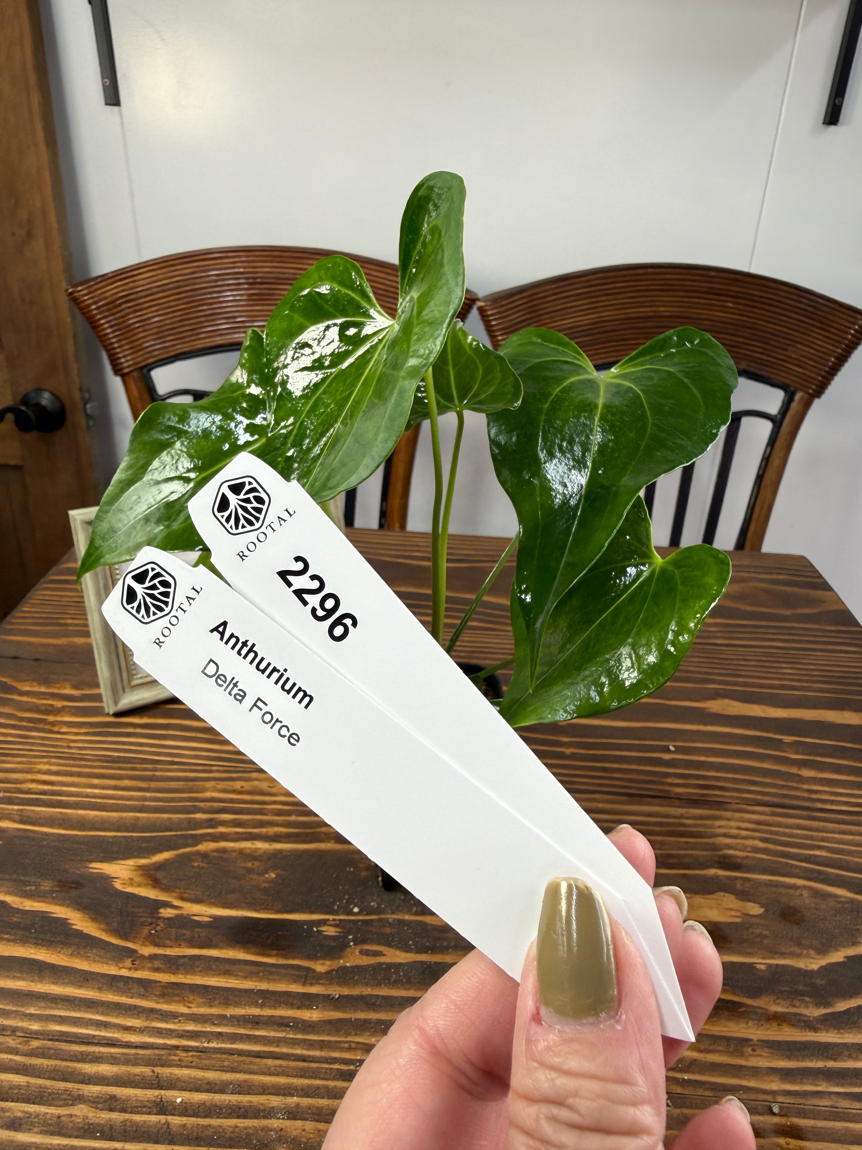 ★2296【上品さを感じるひと株】アンスリウムデルタフォース(75㎜ロングポット)