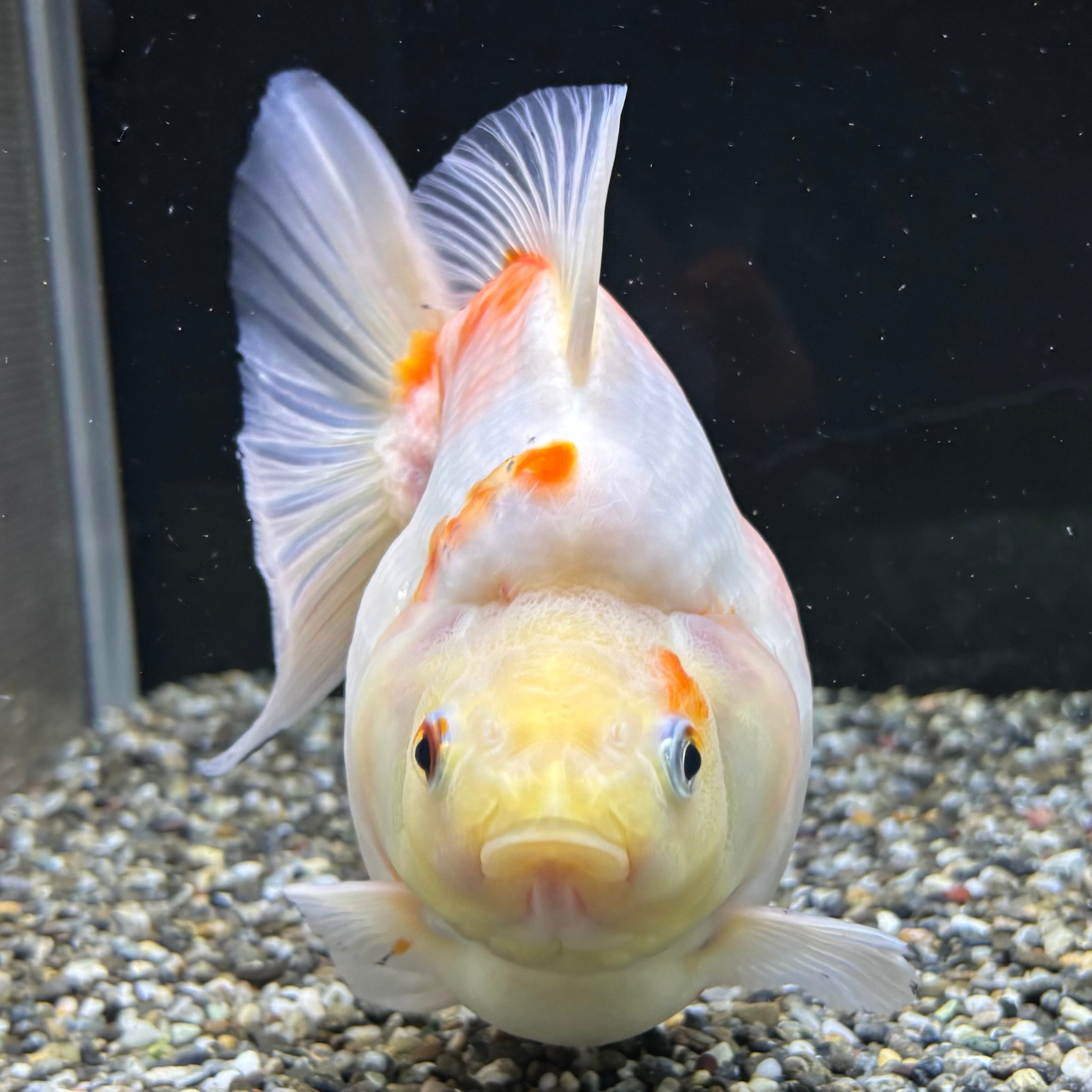 セレクト】だるま琉金 桜 17cm | 金魚・熱帯魚専門店 AquaPro.H