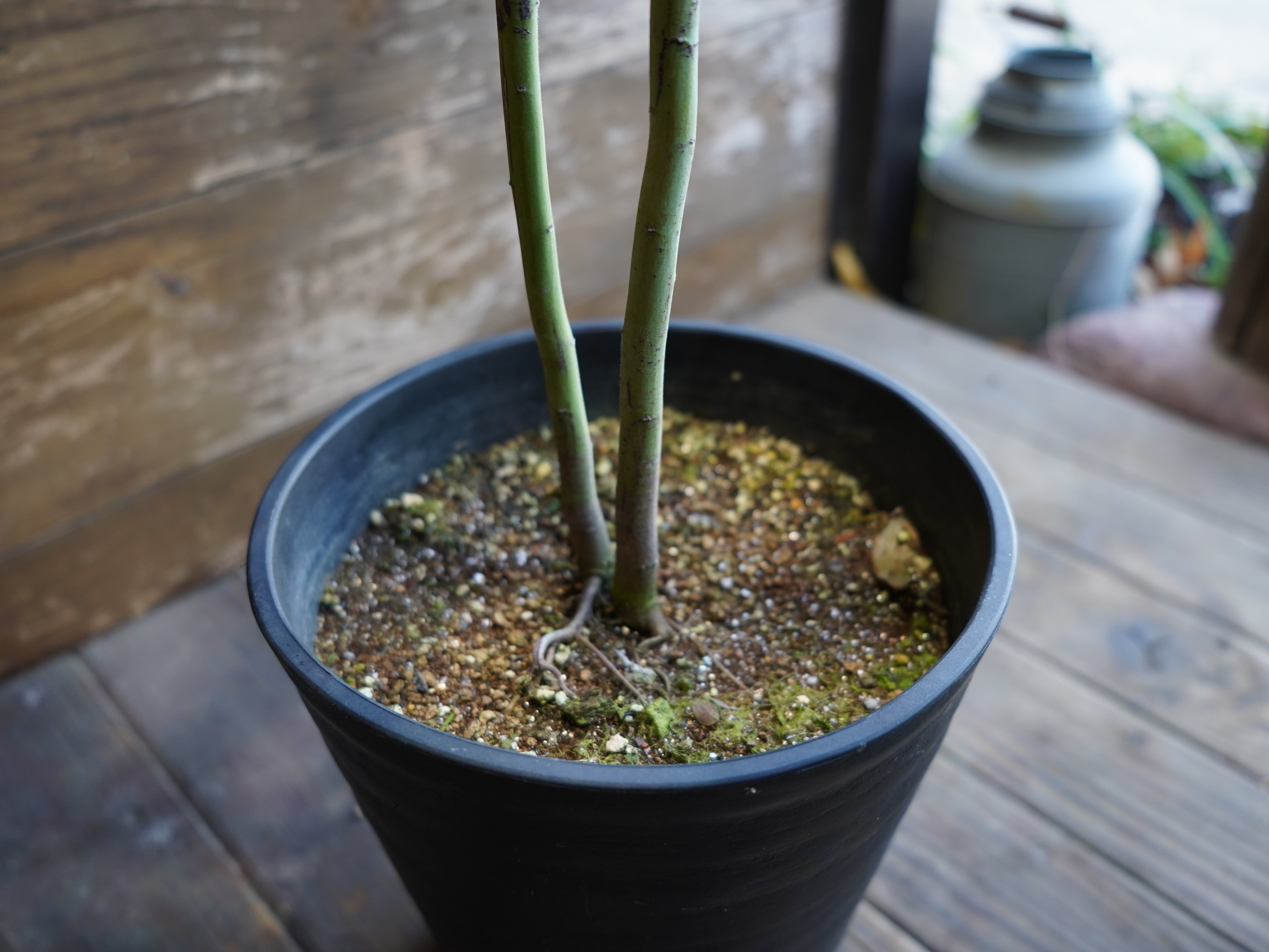 【現物】アカシア　”ポダリリーフォリア”（パールアカシア）