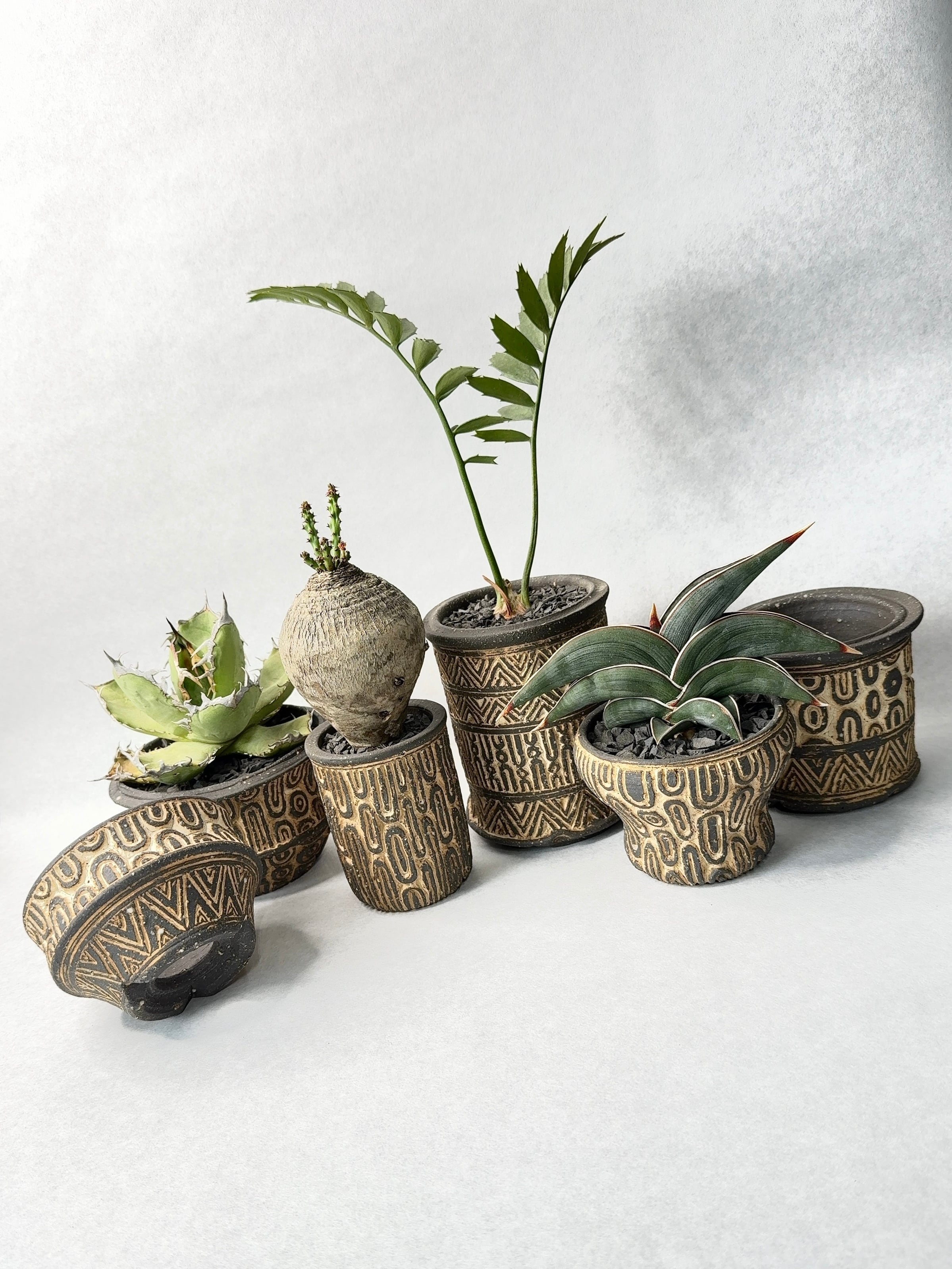 サンセベリア・ロリダ | trigger