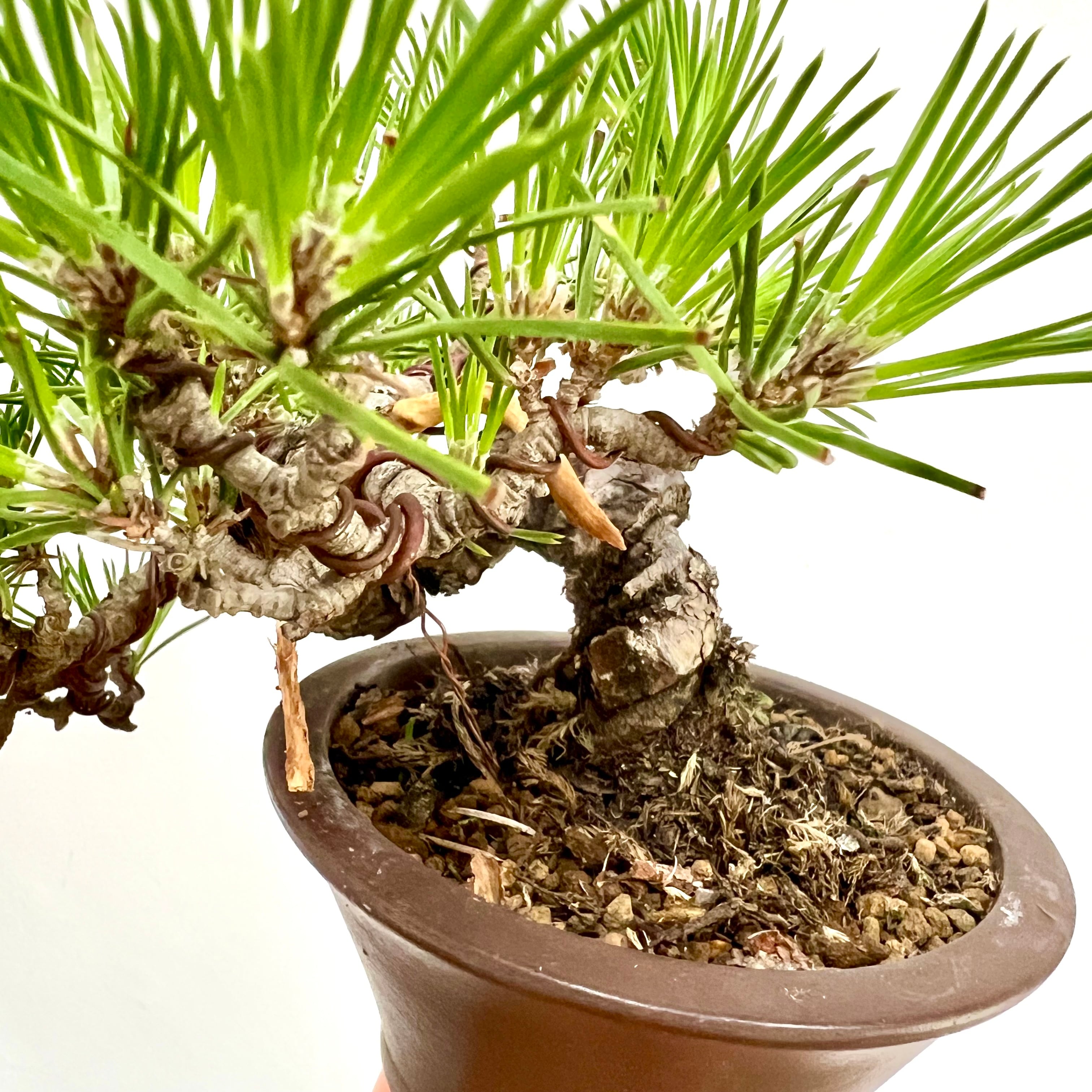 黒松のミニ盆栽｜流麗な懸崖を楽しむ一鉢｜高さ約15cm | BONSAI Labo