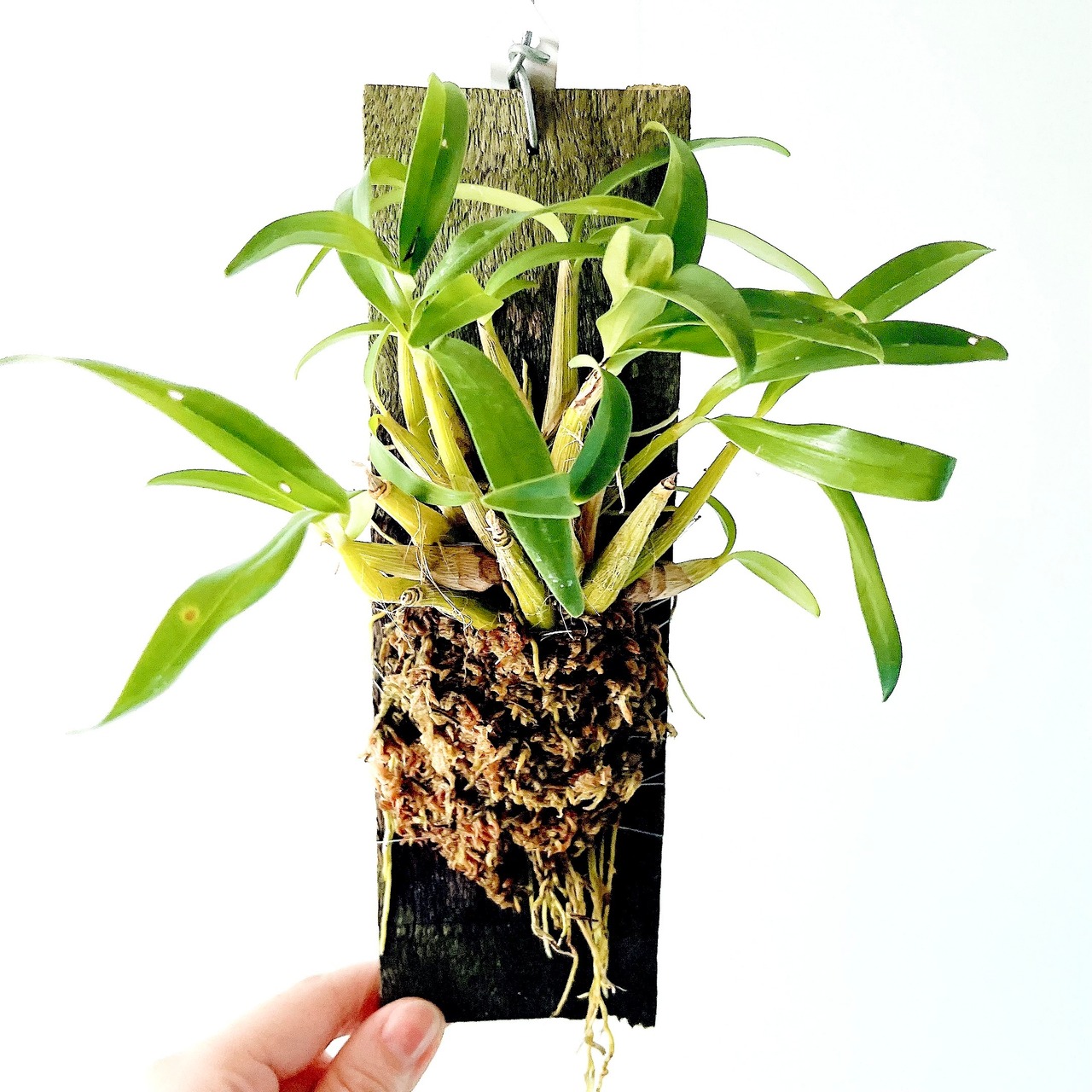 Dendrobium kingianum var. silcockii（デンドロビウム・キンギアヌム var. シルコッキー）原種 板付洋ラン 観葉植物 calm cafe