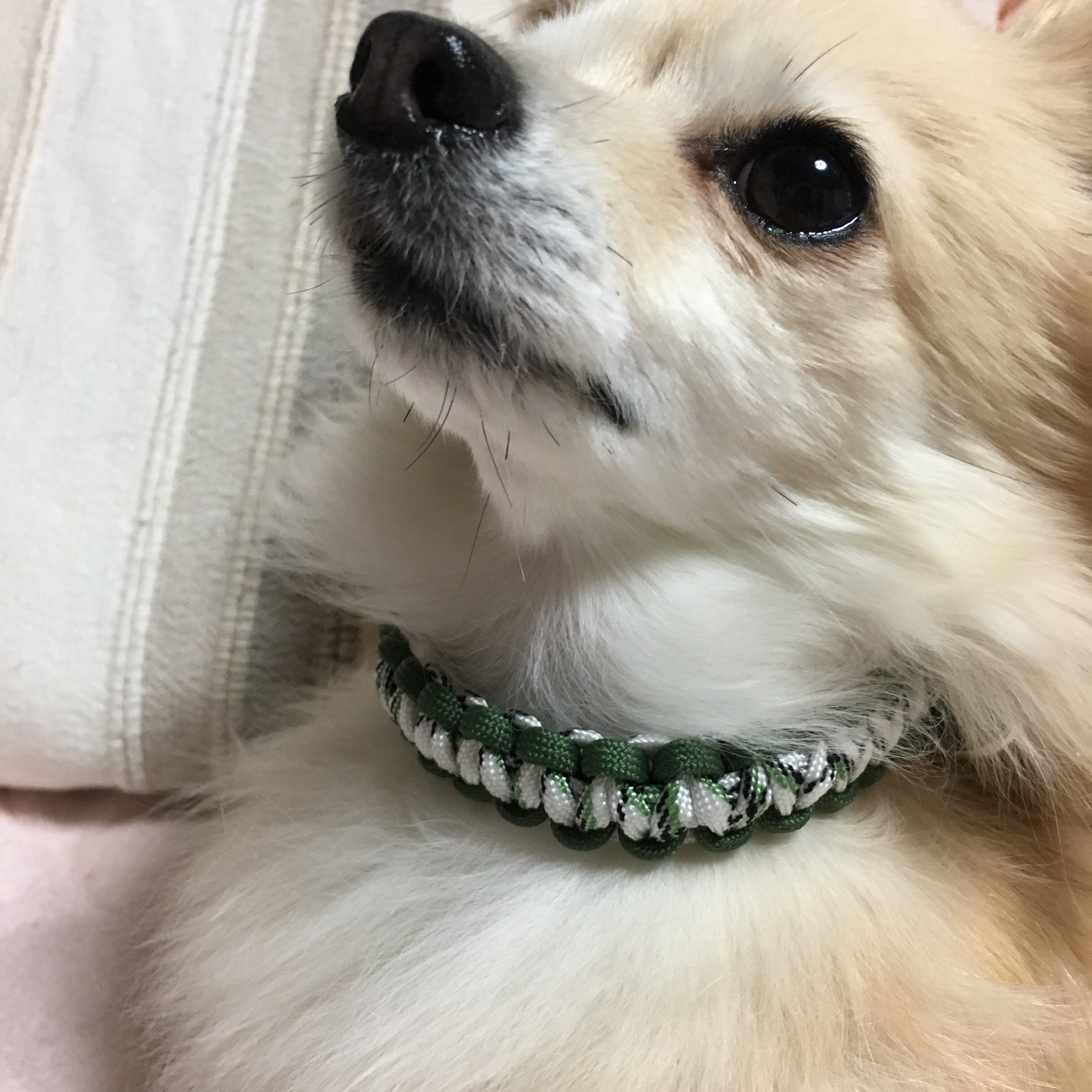 夏浴衣風(白×黄色)わんちゃん猫ちゃん用襟つき首輪 夏浴衣風(白×黄色