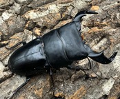 【WD】《ダイオウヒラタ 東ジャワ産 80mm ペア》