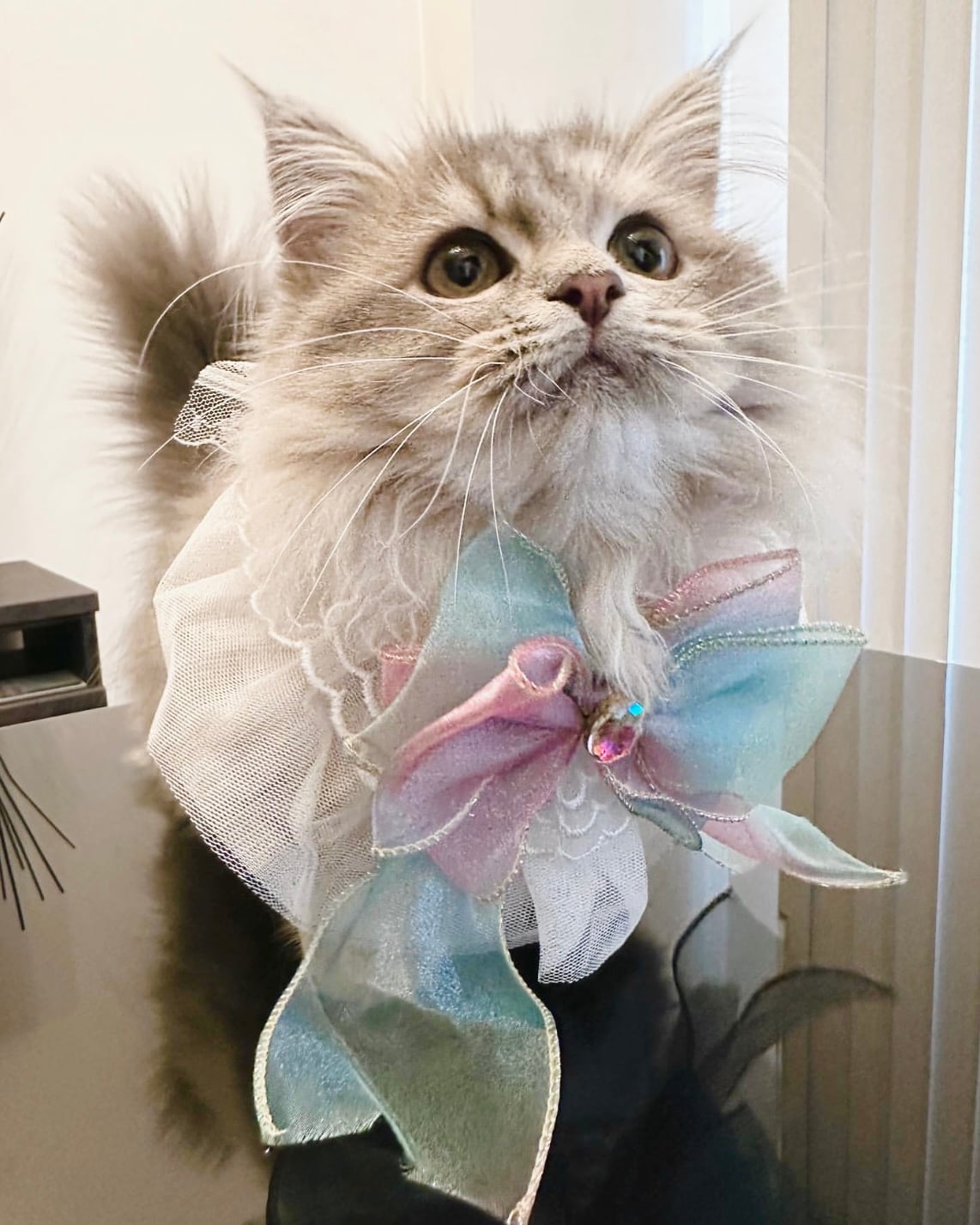 マーメイドリボンエプロン 猫 付け襟 すたい 猫グッズ | nyanpets 猫