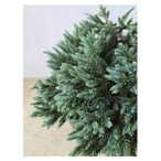 Juniperus squamata 'Blue Star'