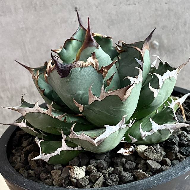 agave titanota No1/アガベ チタノタ ナンバーワン【観葉植物】【多肉 ...