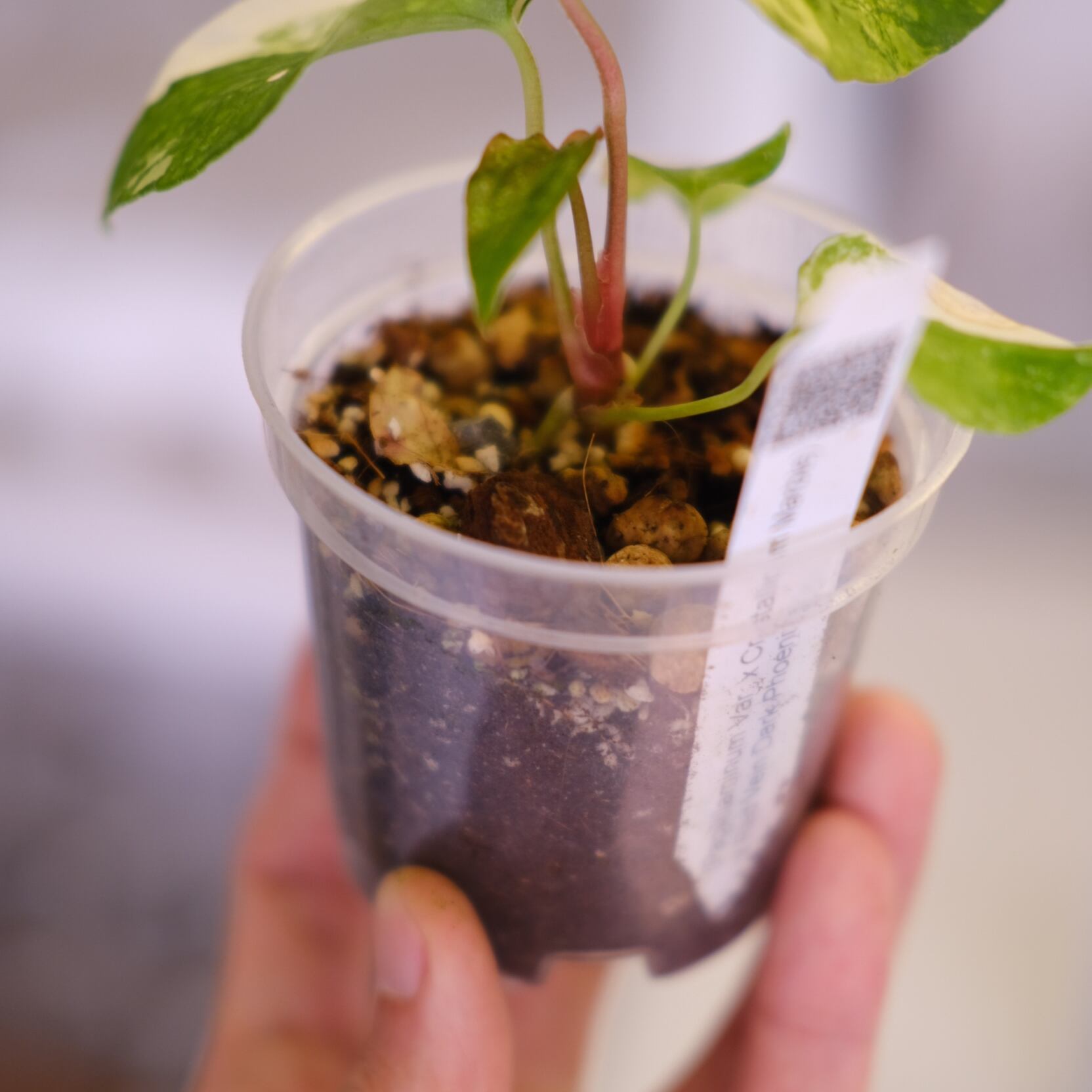 Anthurium (Papililaminum Variegated × Crystallinum Marble