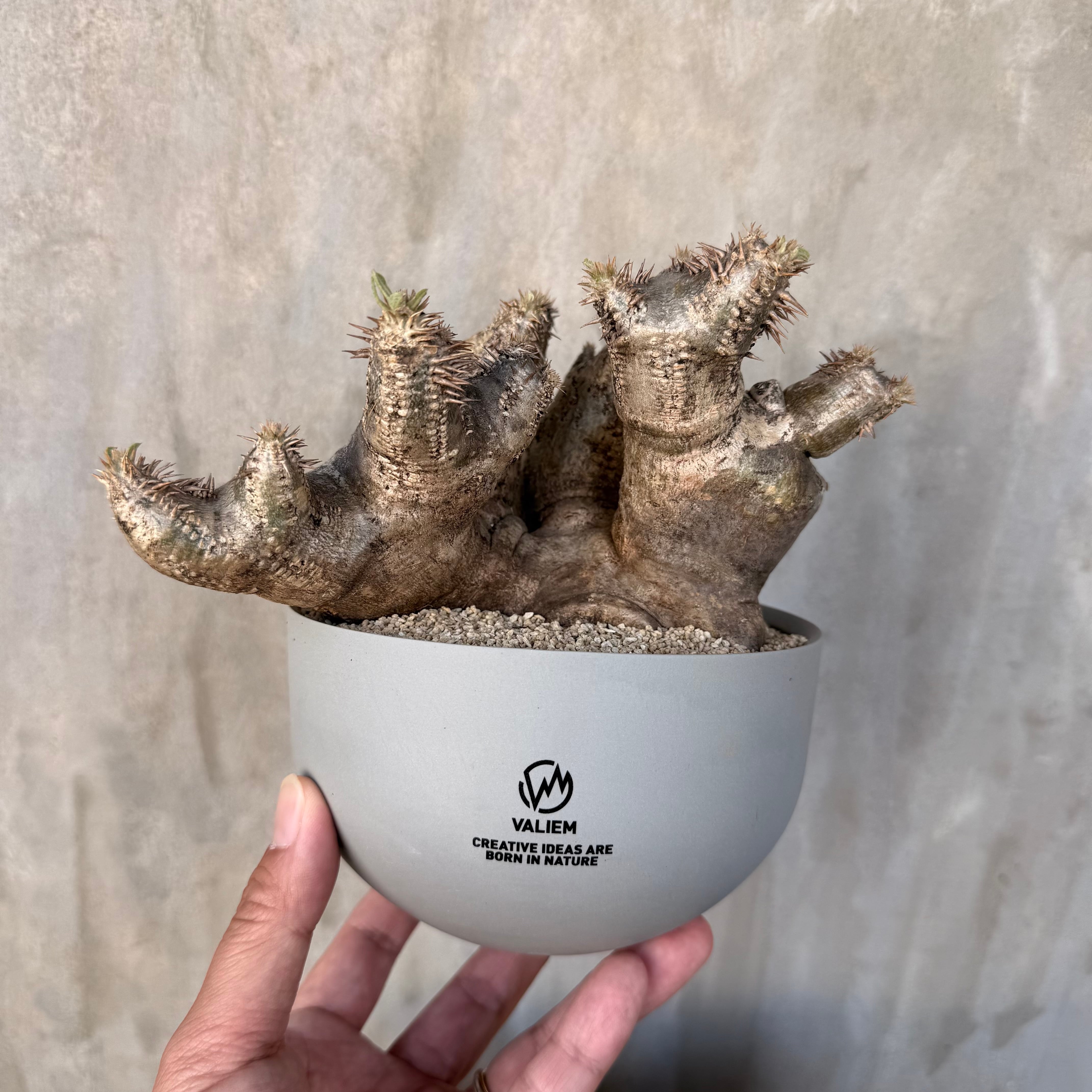 植物×作家鉢 【植え込み済み】 | A-PLANTS