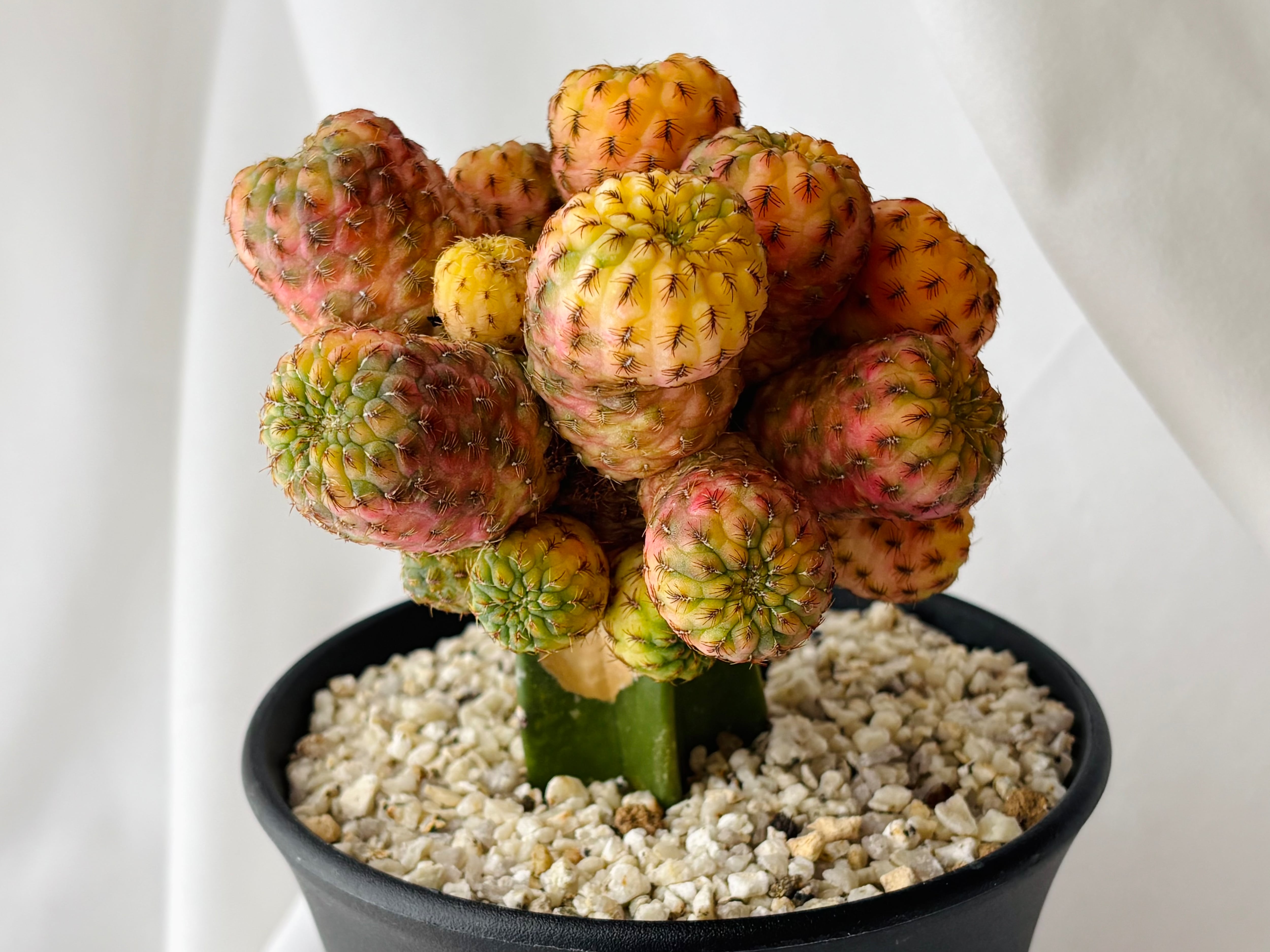 スルコレブチアsp カキコ1個♪ サボテン スルコレブチアsp♪カキコ1つ サボテン スルコレブチアsp