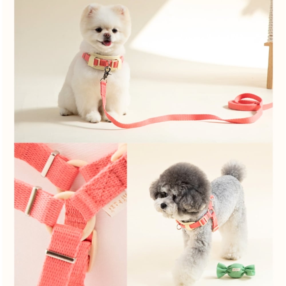 YType Harness Y型ハーネス | anpi