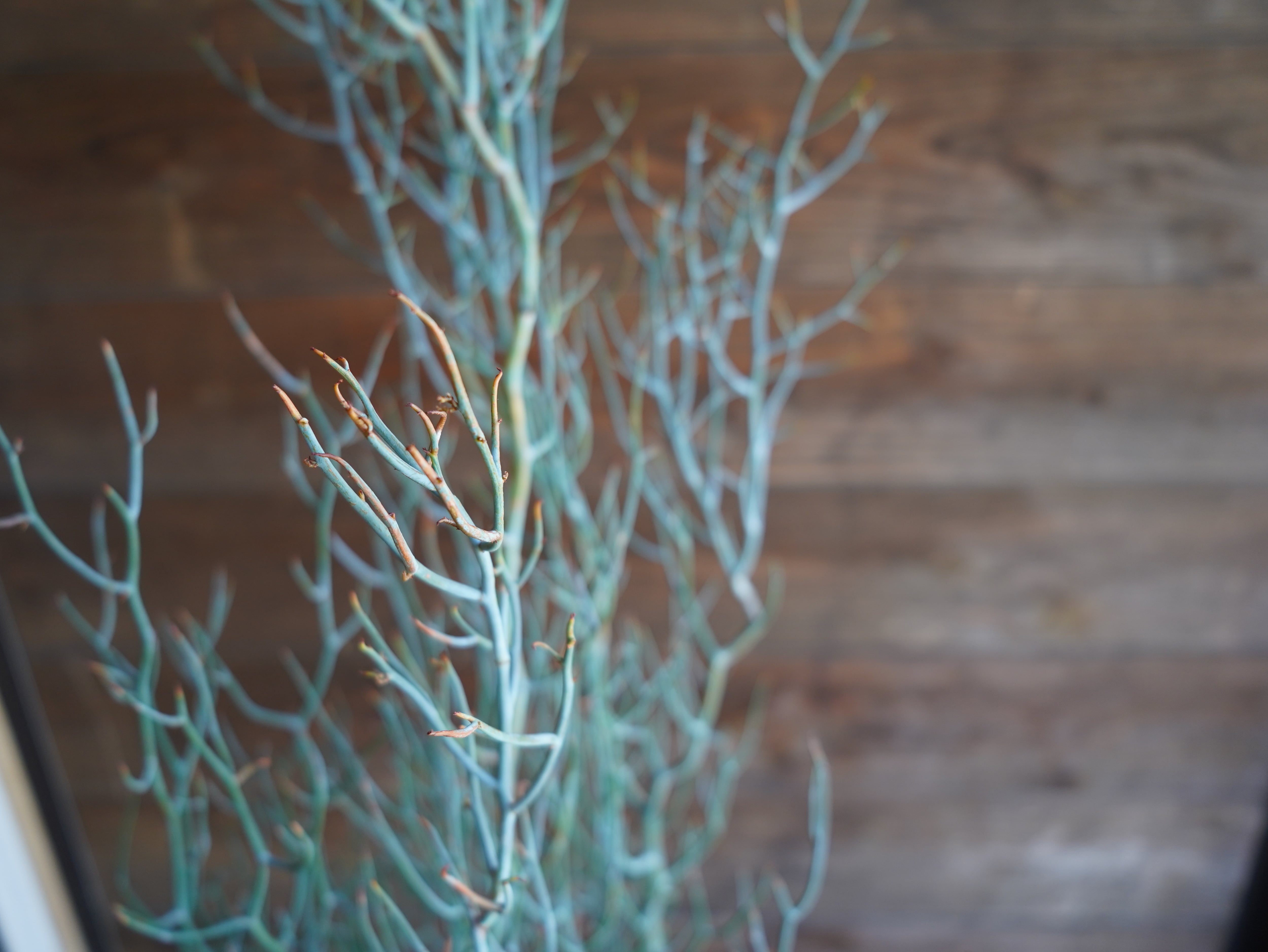 【現物】アカシア　"スピネセンス"(スピニーワトル)