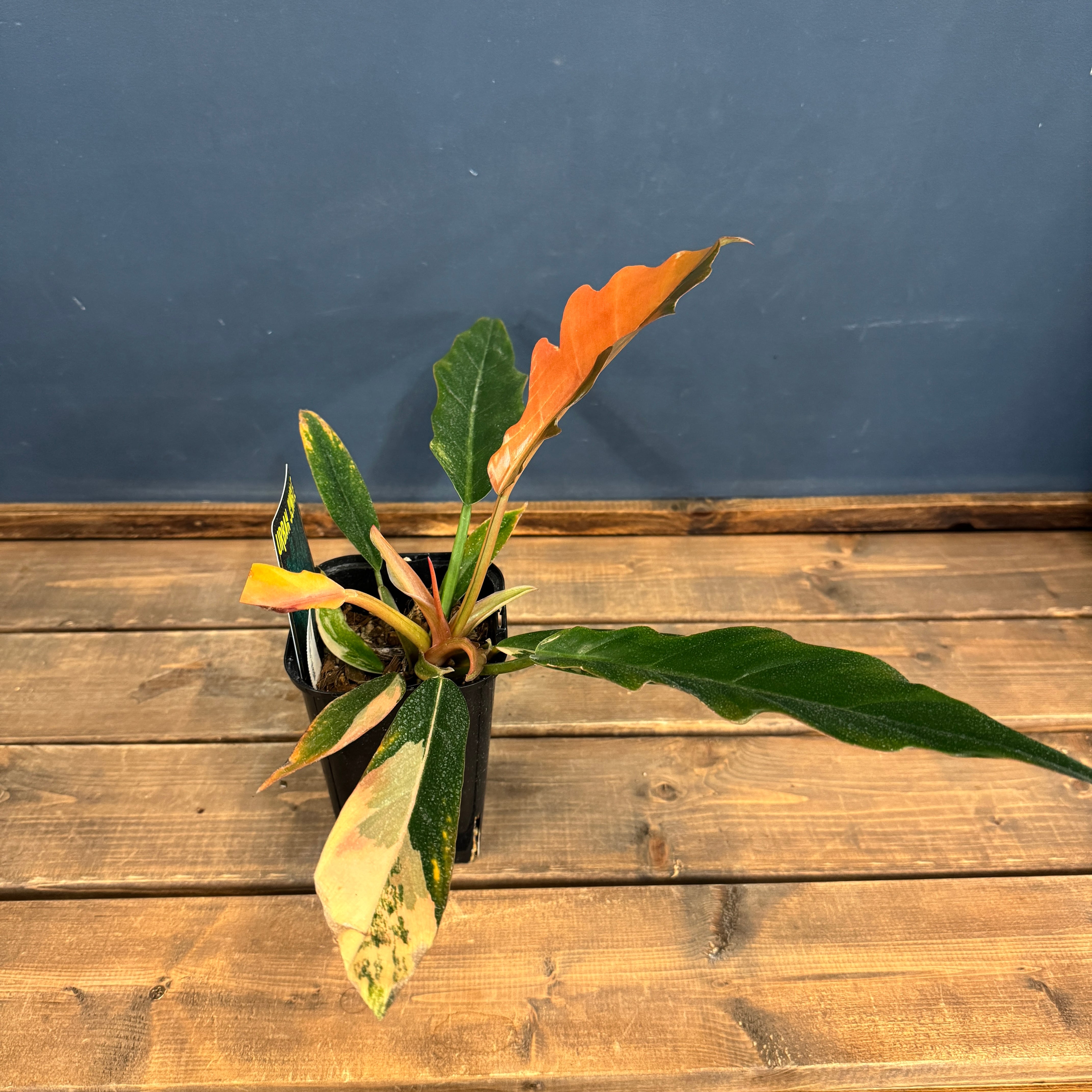 クリアランス】フィロデンドロン キャラメルマーブル【874