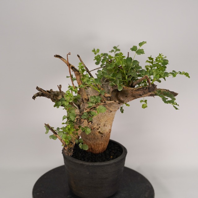 F54 コミフォラ サクシコラ  発根済 現地球