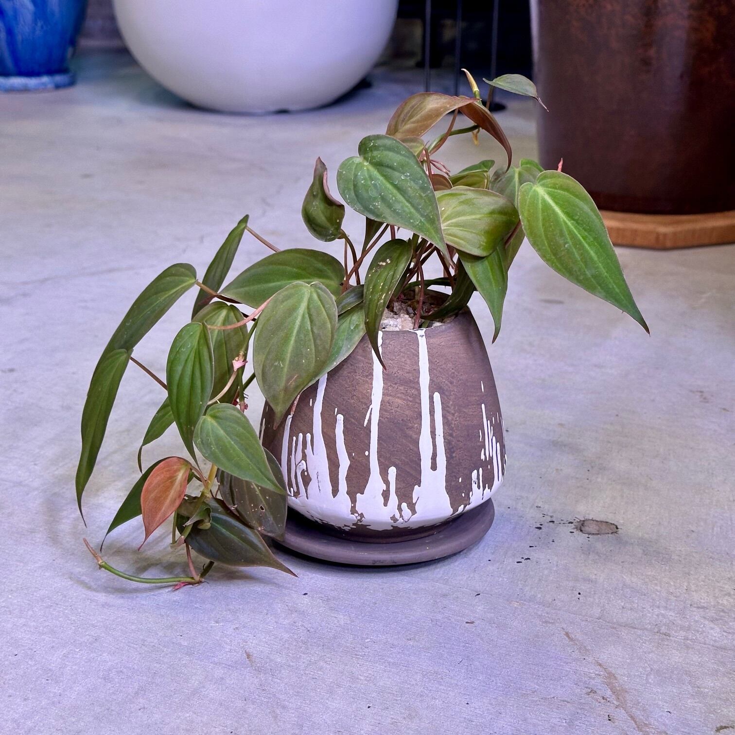 フィロデンドロン ミカンス | barrelplants_BONSAI