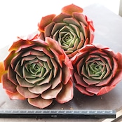 カット苗 レレナ 大株 Echeveria 'Relena'