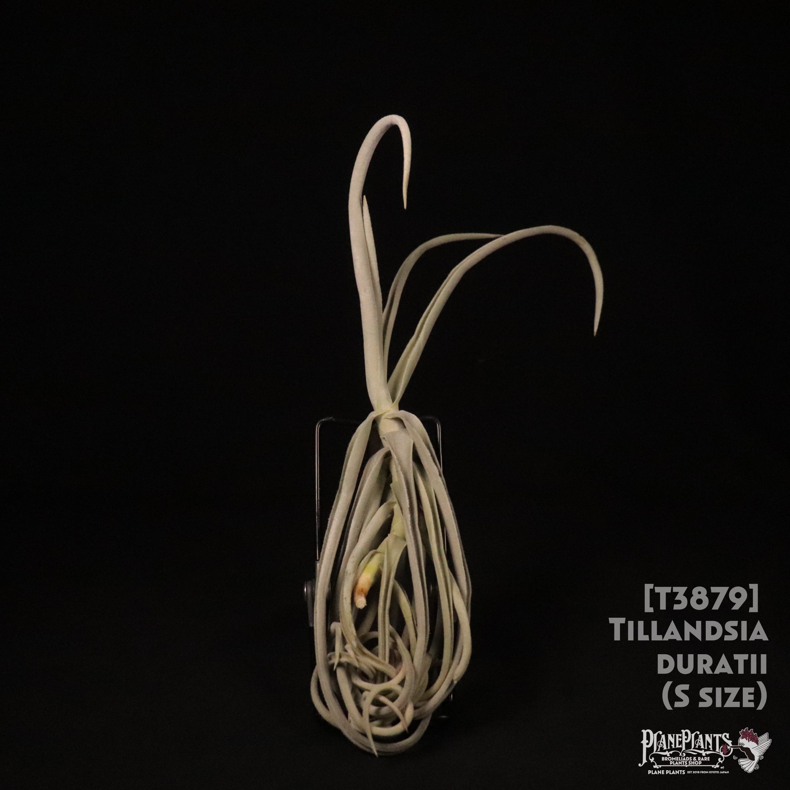 duratii 3XL Multiple Heads〔エアプランツ〕T3057 duratii 3XL