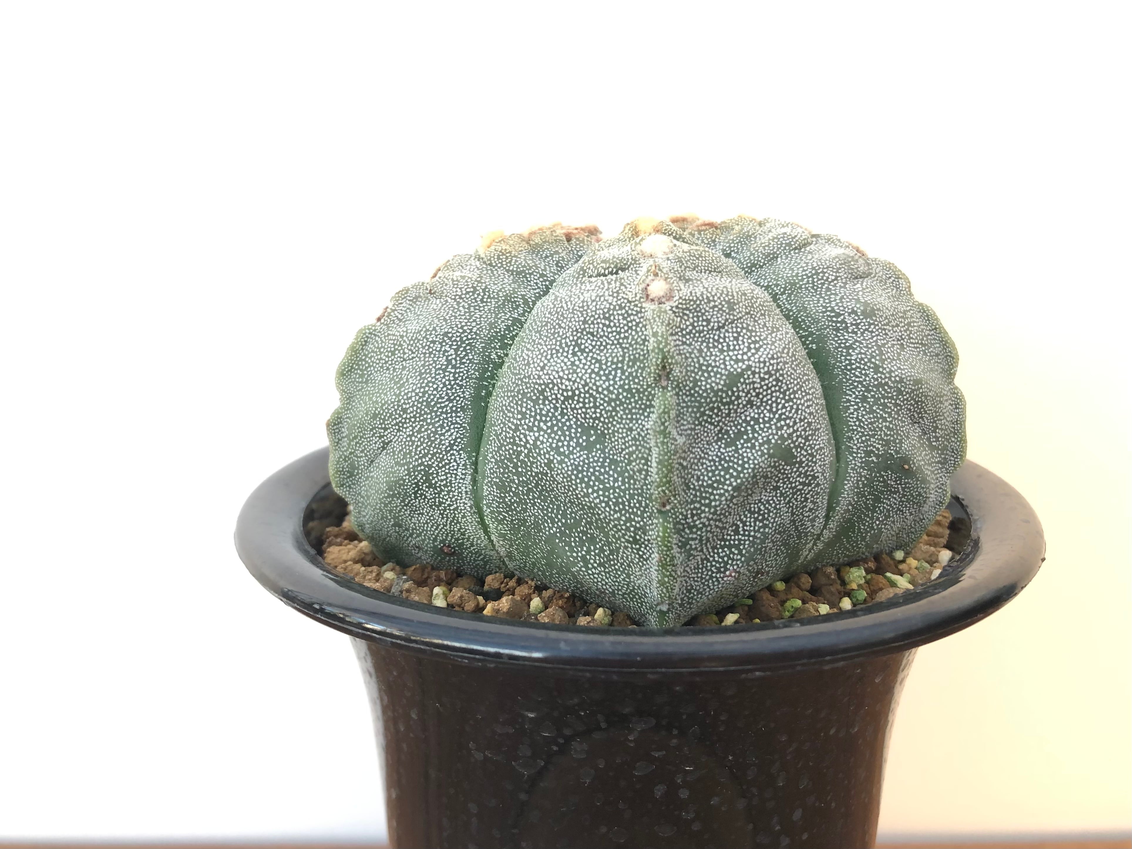 Astrophytum　アストロフィツム　ランポー玉　肋骨タイプ　サボテン | plants MARU ー 多肉植物・サボテン・園芸グッズのお店 ー  powered by BASE