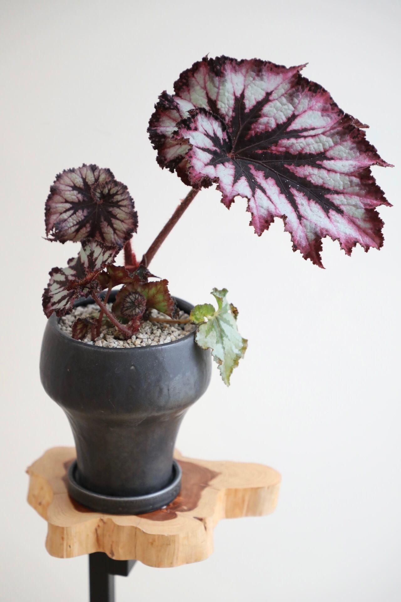 M】ベゴニアぐるぐる渦巻き/Begonia ※陶器鉢付き | 【厳選植物・器