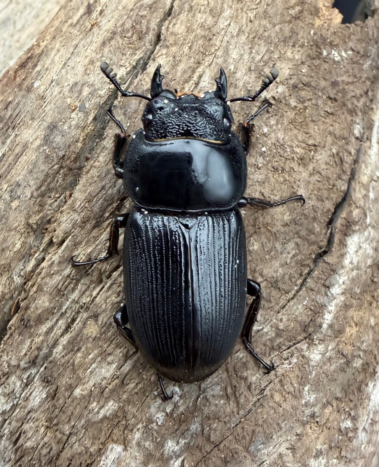 【WD】《スマトラパリーオオクワ 62mm ペア》