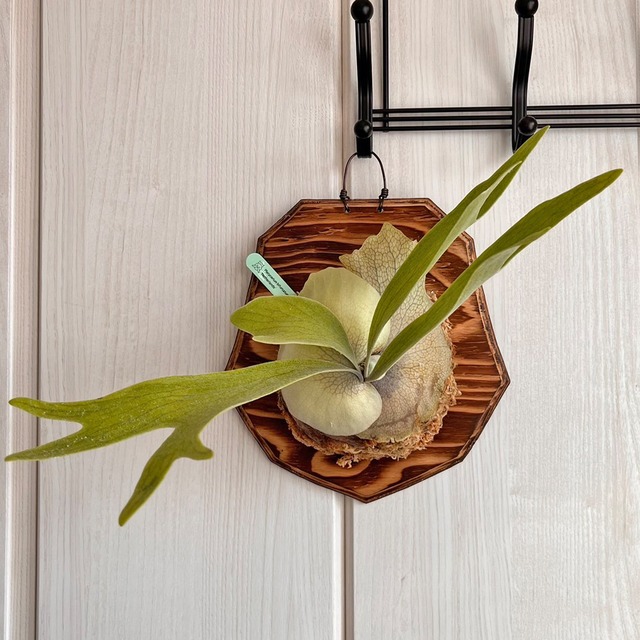 ビカクシダ ネザーランド 板付 【観葉植物 室内 コウモリラン】