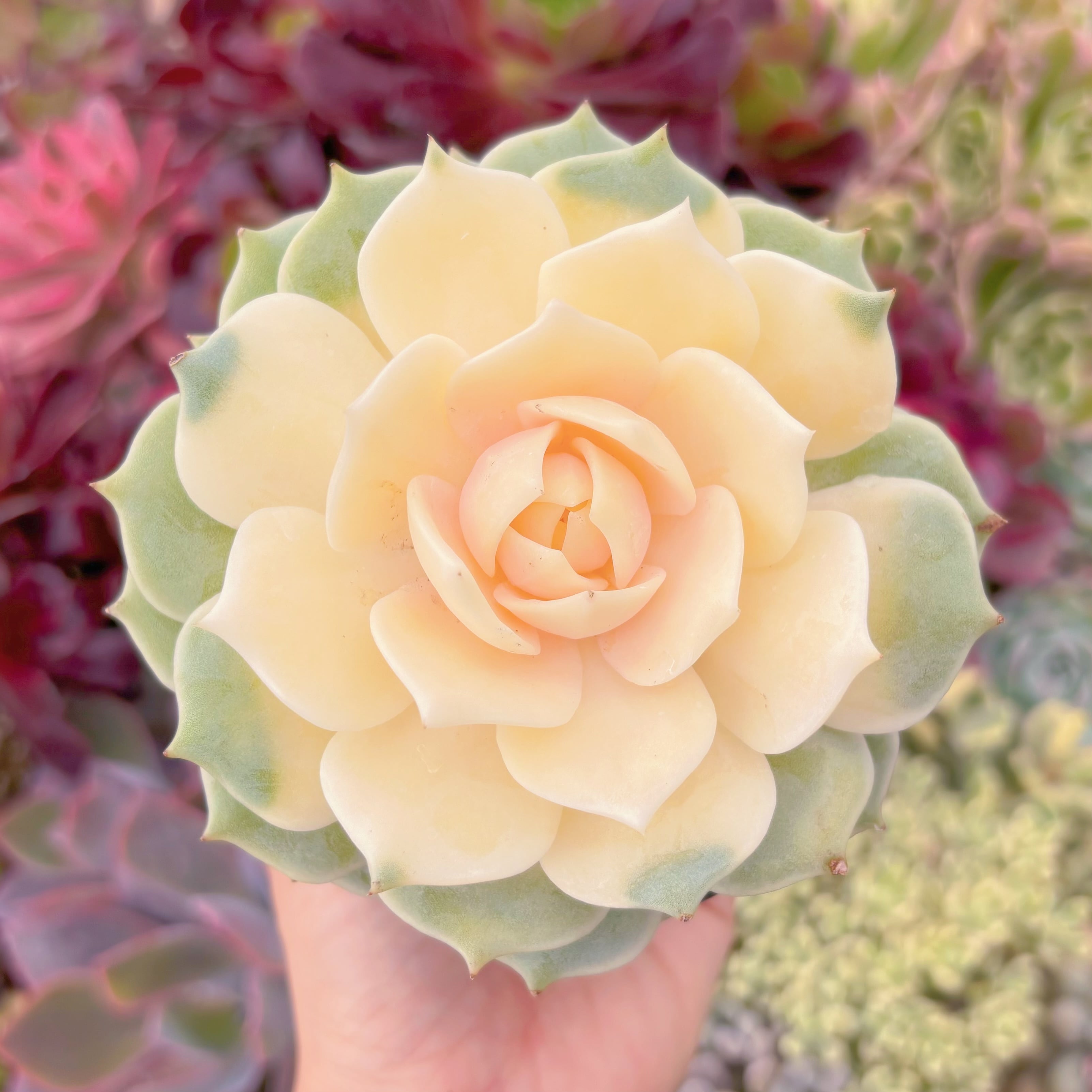 現品　ローラ錦#F090　大苗　るる農園