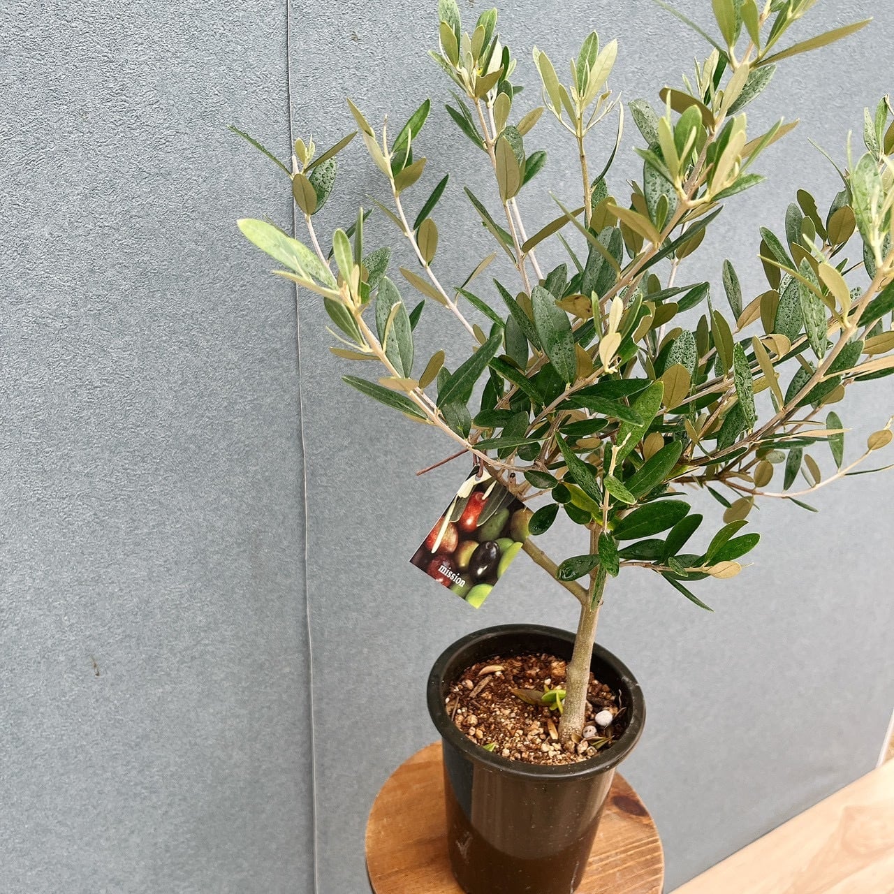 苗木・植木 ［現品］7番 創樹 オリーブ ミッション 7号ベランダ SOUJU