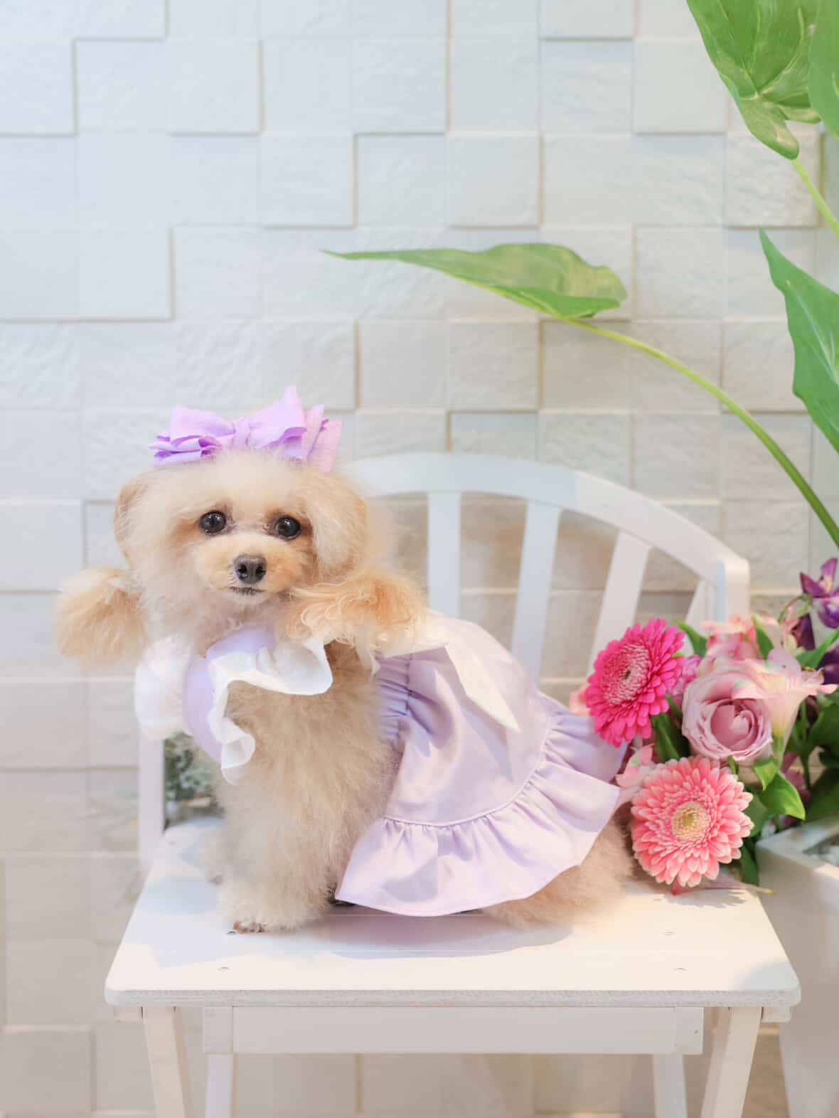 Classical Dress/ラベンダー