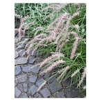 Pennisetum orientale 'Karley Rose'