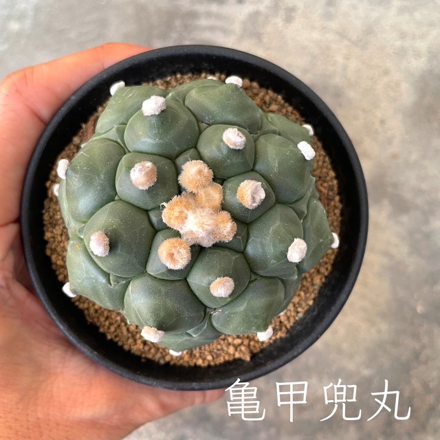 【亀甲兜丸 】アストロフィツム　サボテン　3号鉢