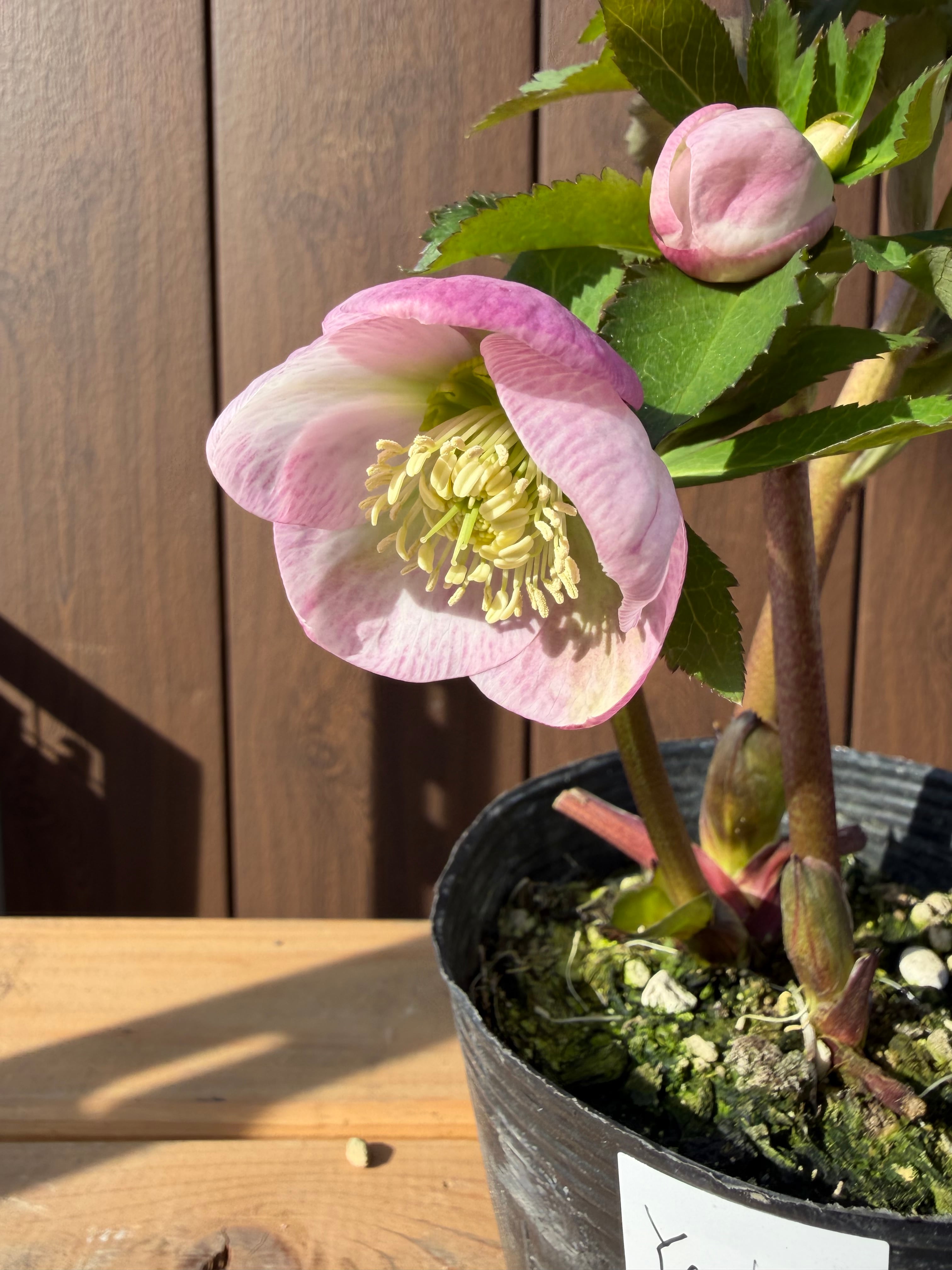 ピンクコロコロカップ咲きシングル 多花性 大和園 クリスマスローズ