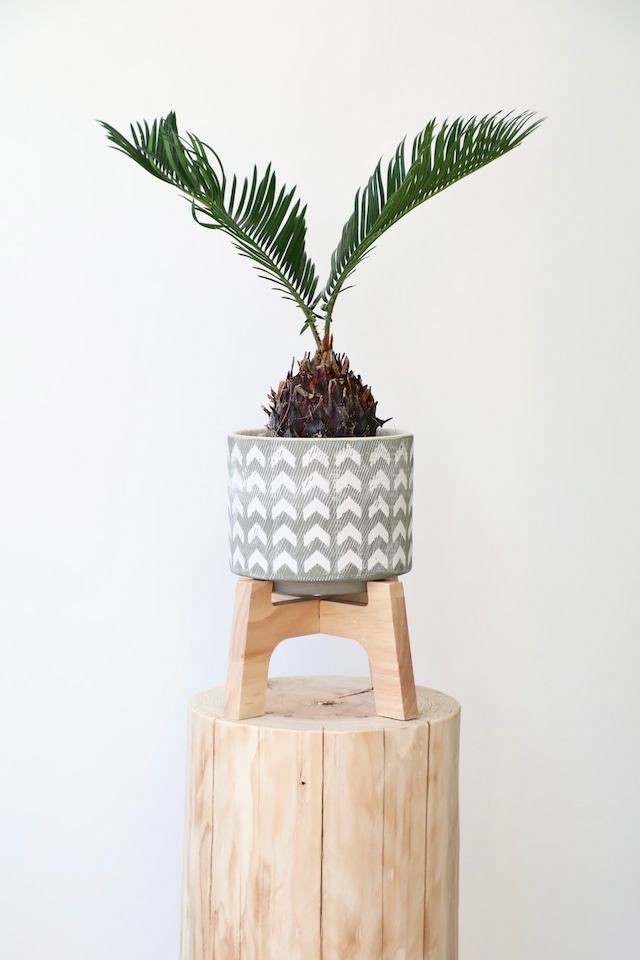 ソテツ(蘇鉄)/Japanese sago palm　※陶器鉢カバー付き