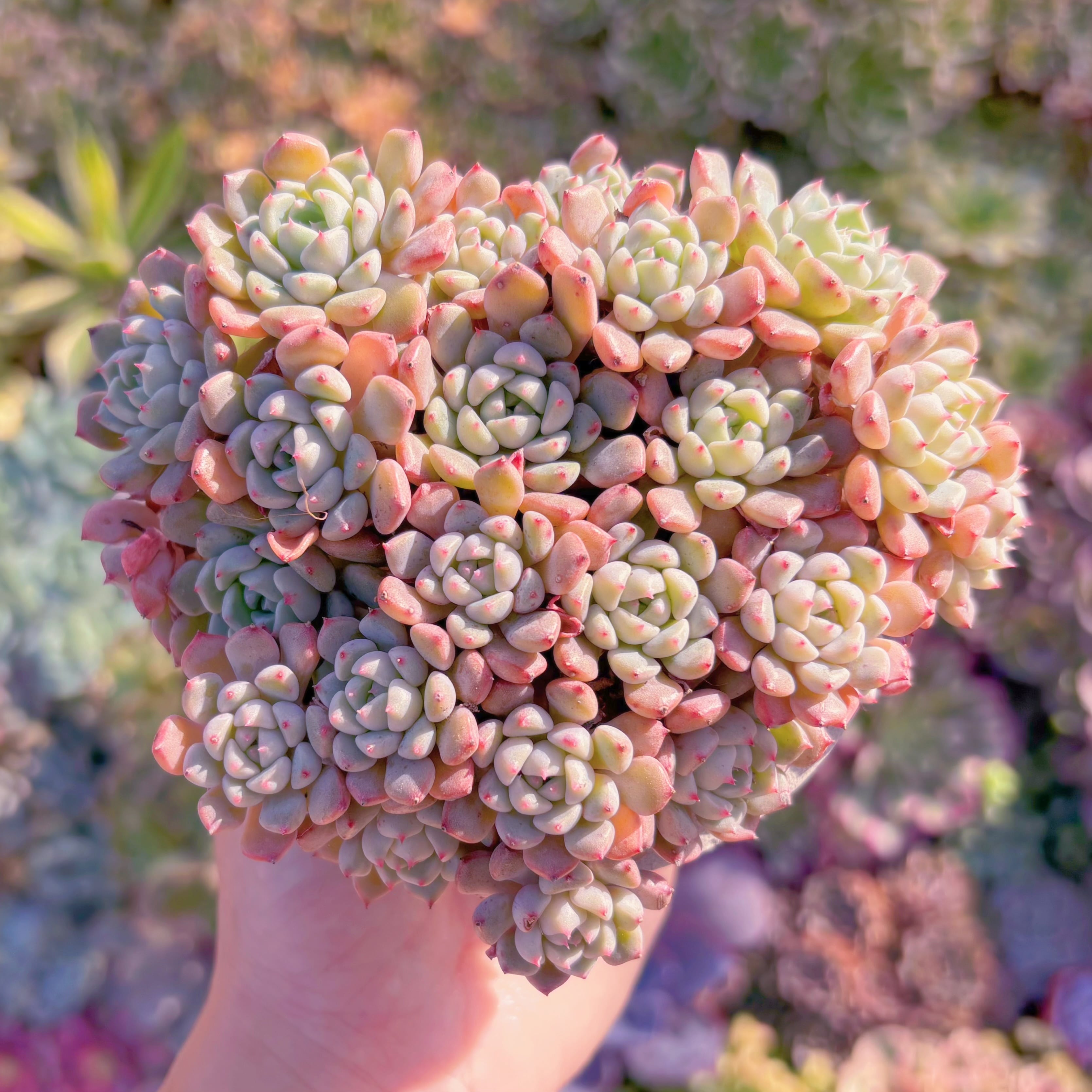 現品　スノーピーチ#A83　群生　るる農園